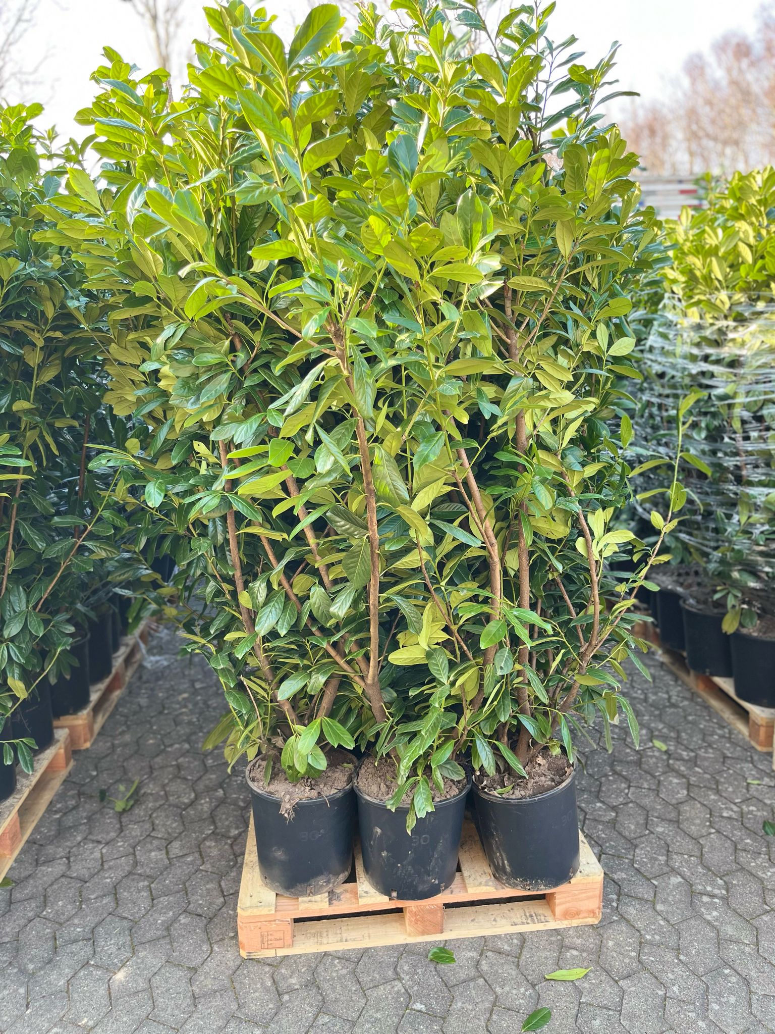 Hvorfor vælge en laurbærkirsebær hæk til din have