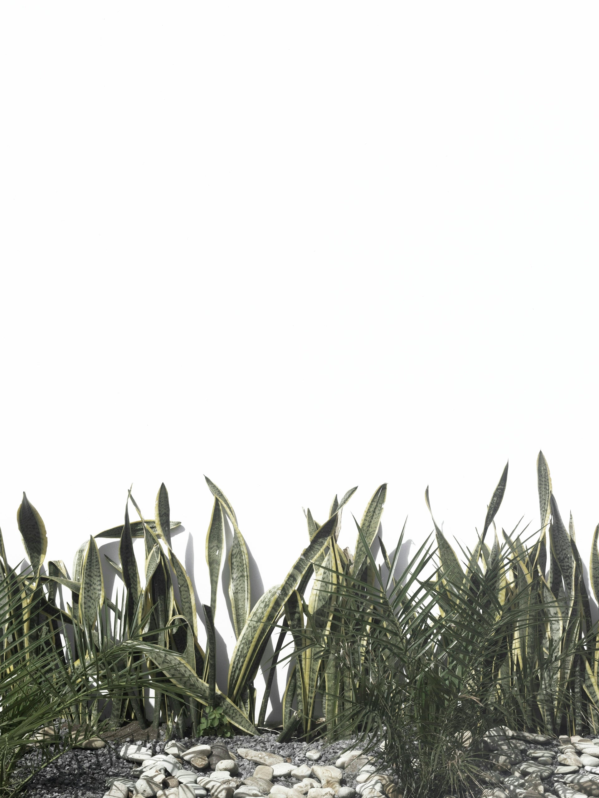 green leaves under white sky