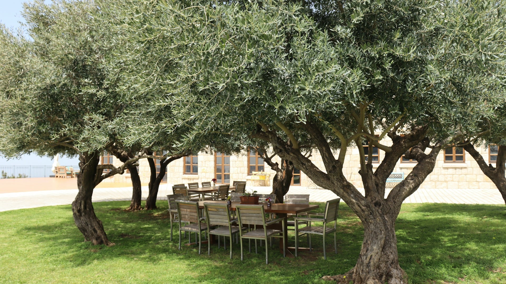 a table and chairs under a tree
