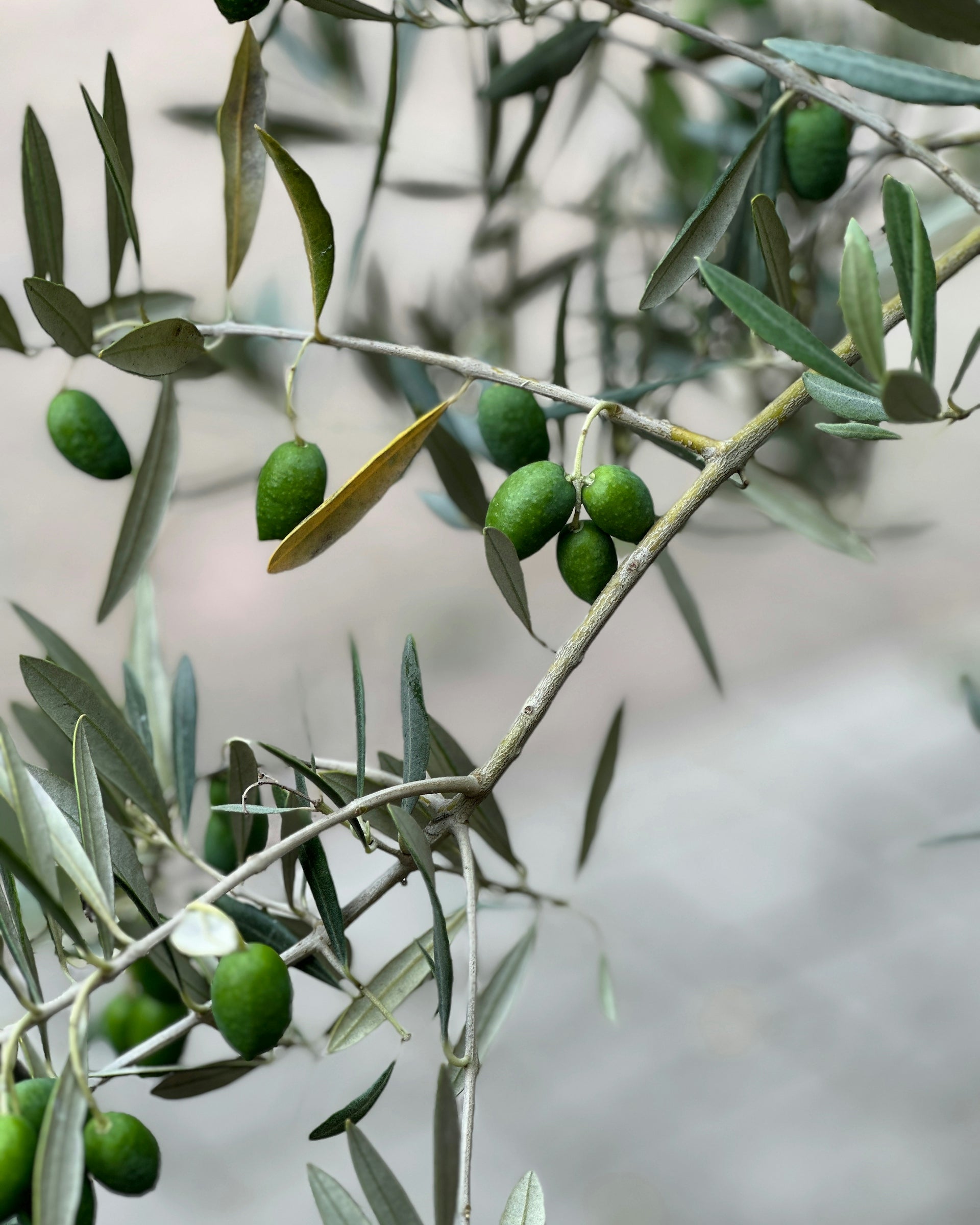 an olive tree with lots of green olives on it