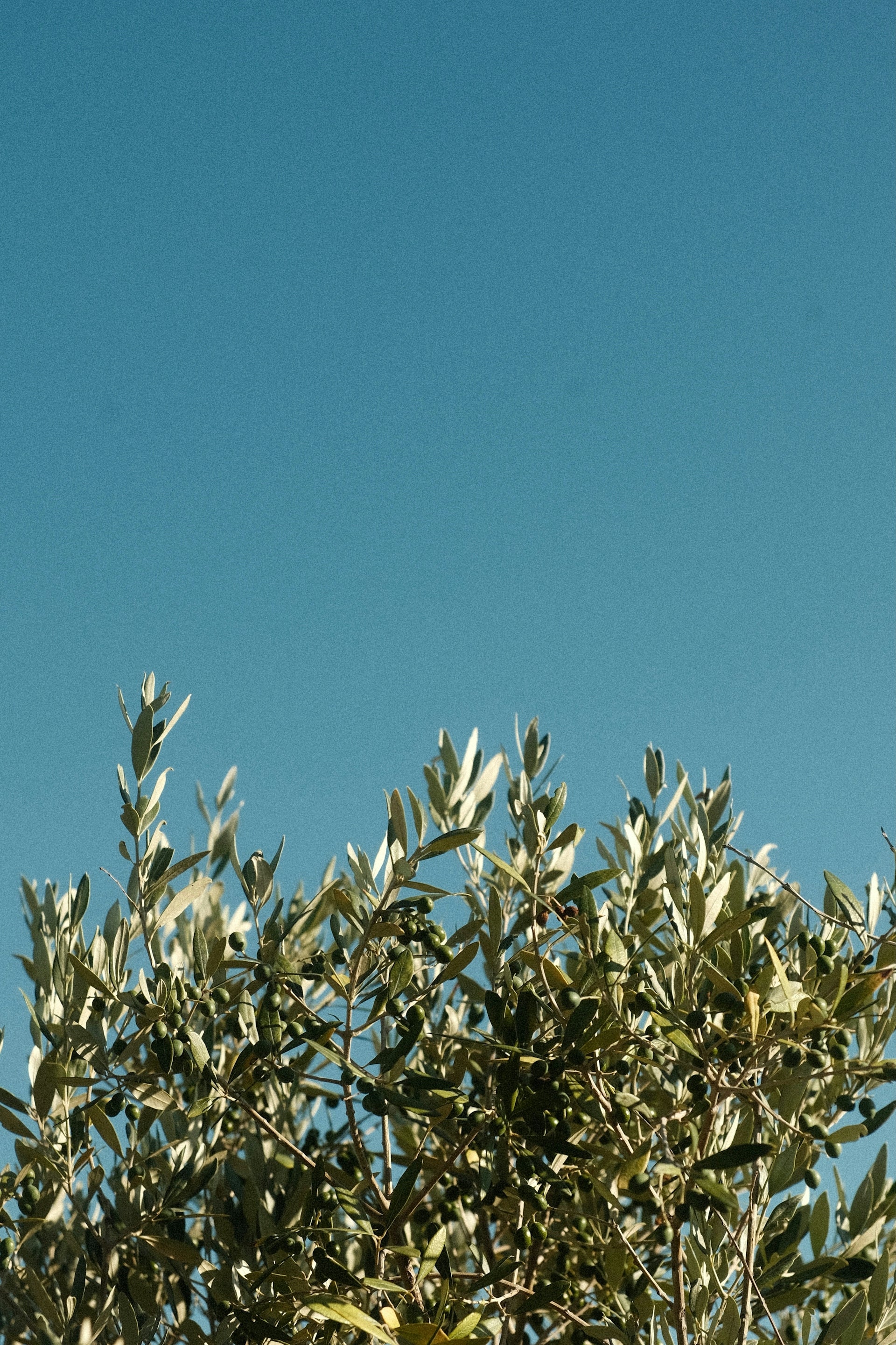 Olive tree leaves against a bright, blue sky.