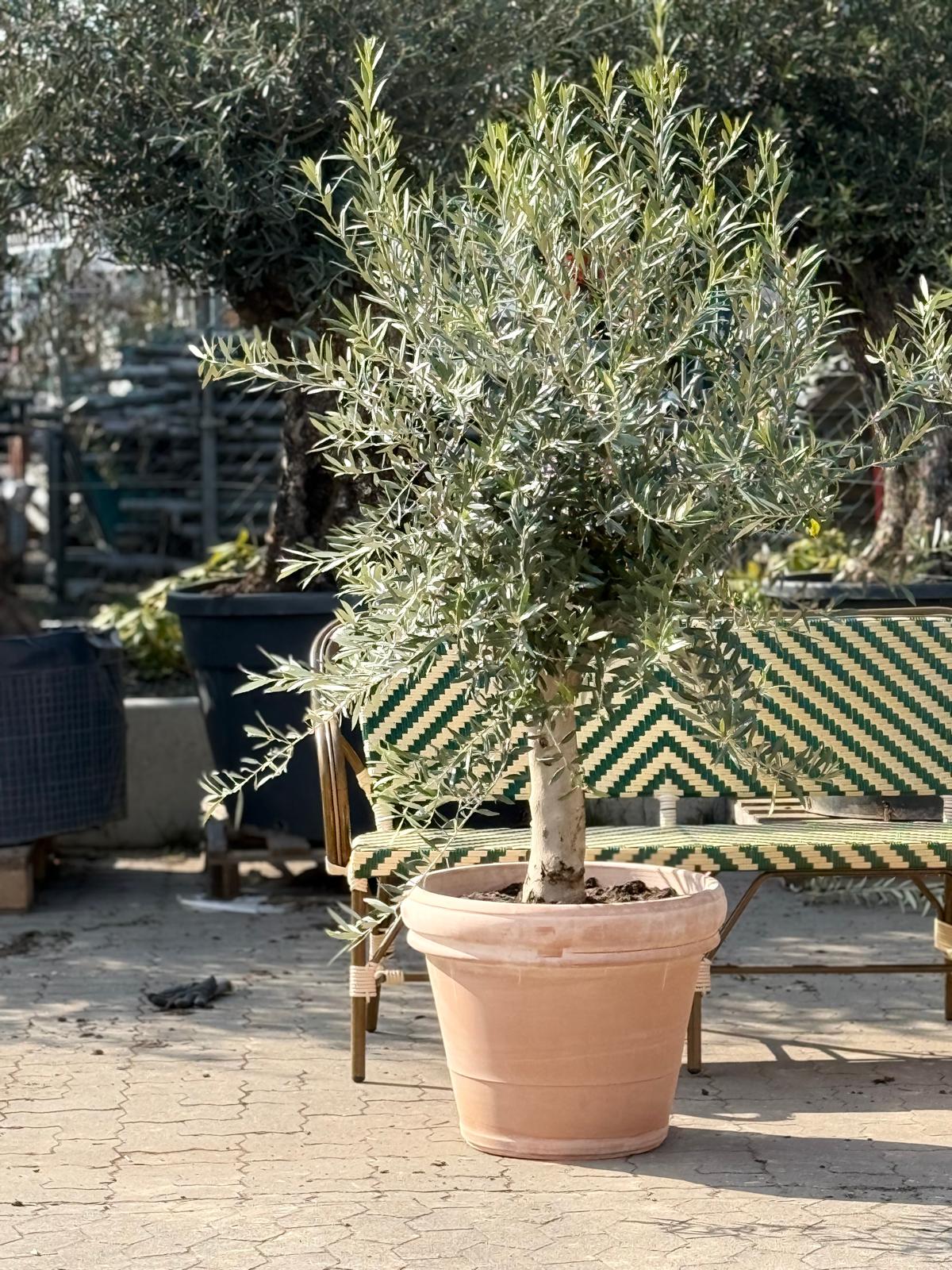 oliventr-45-r-marbella-krukke-56cm-1-stk-omplantet-nordicwoods