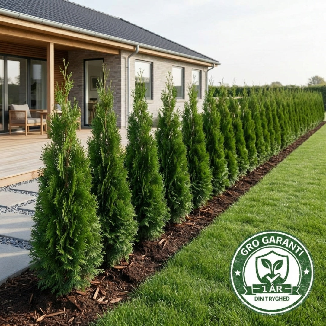 thuja hæk Thuja 'Smaragd' 80-100cm GRO GARANTI – Nordicwoods