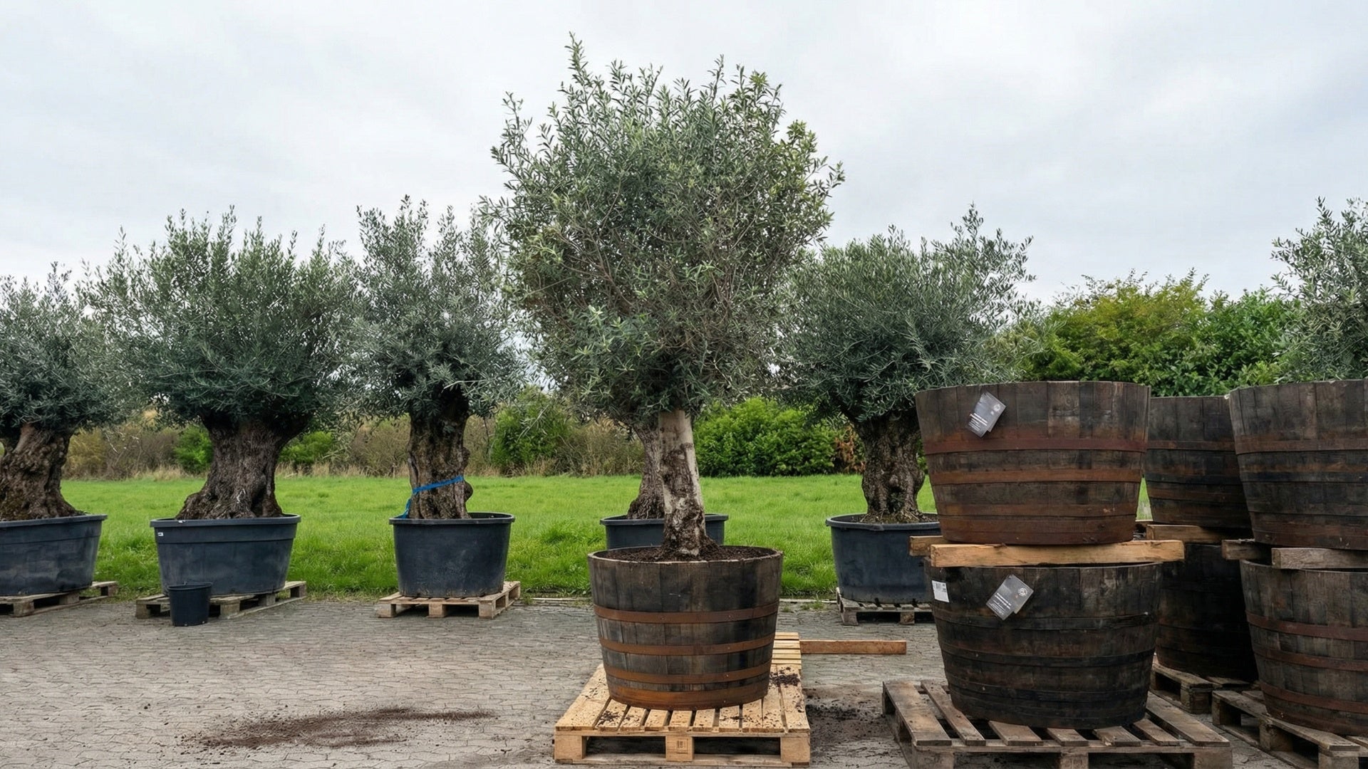 Optimer dine oliventræers vækst med den rette gødning