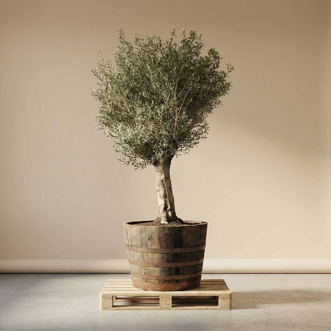 Premium middelhavstræ med høj overlevelsesrate til have