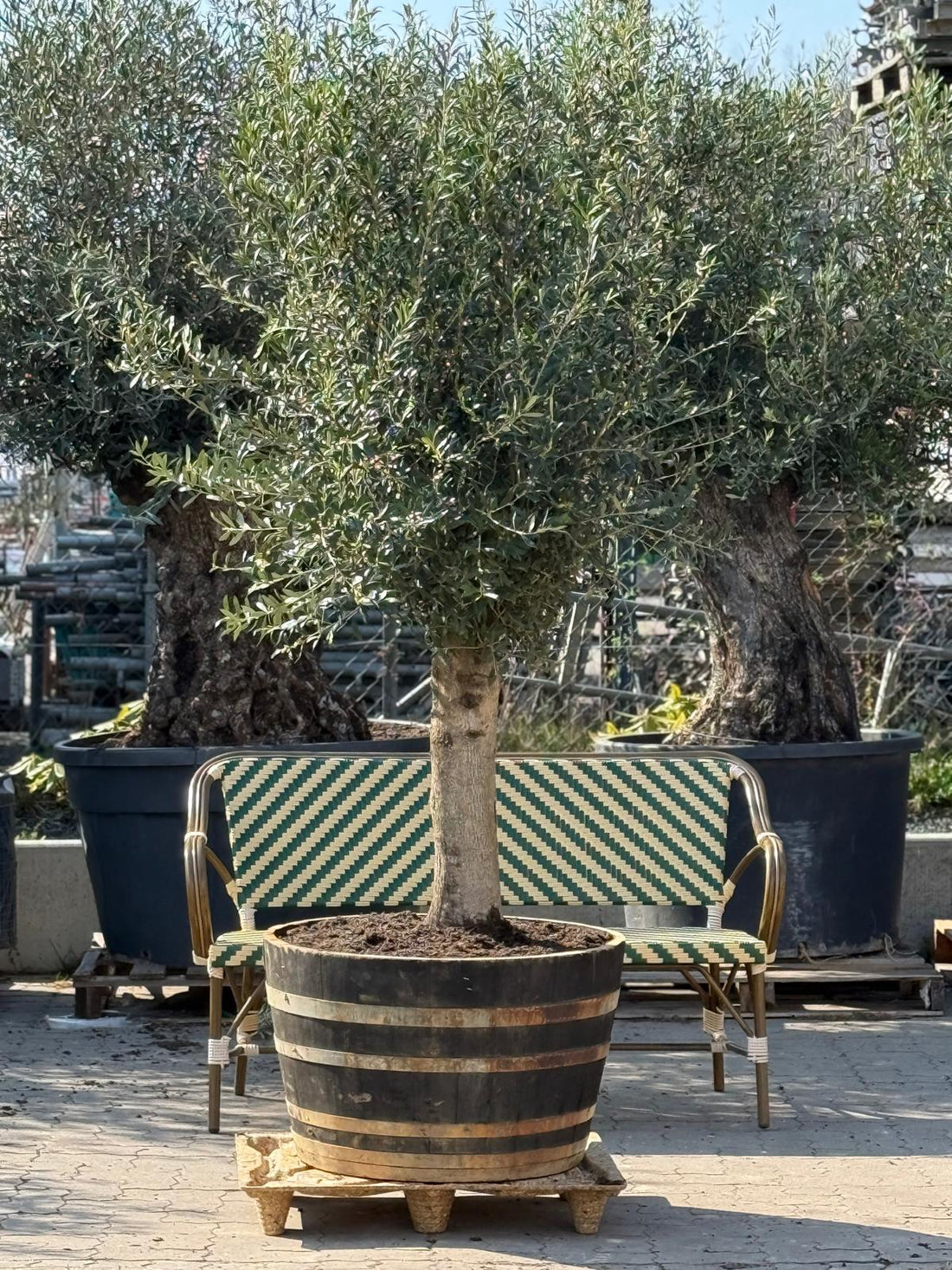 Professionelt omplantede oliventræer til din have