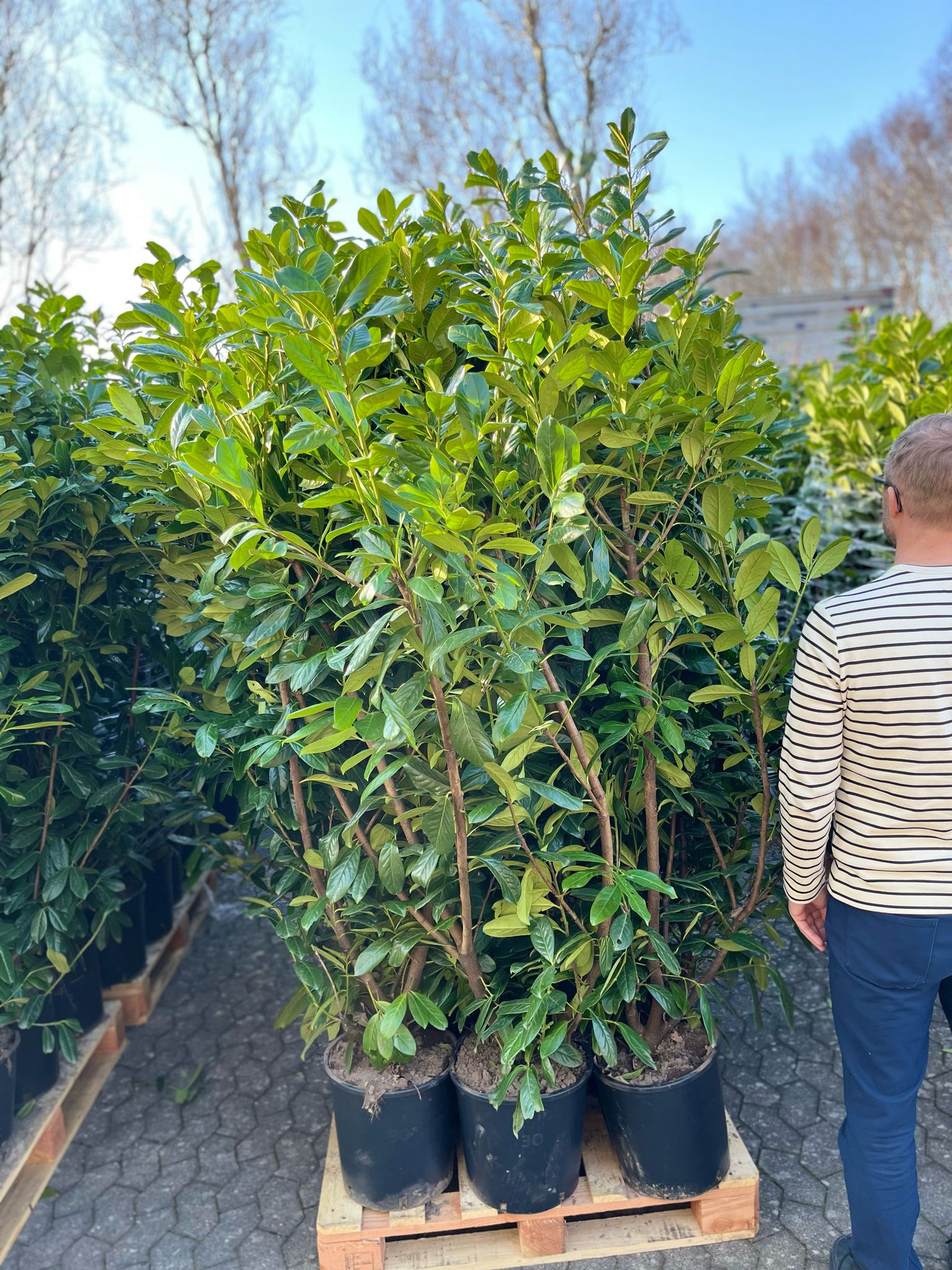 Laurbærkirsebær hæk 150-160 cm. Prunus Novita