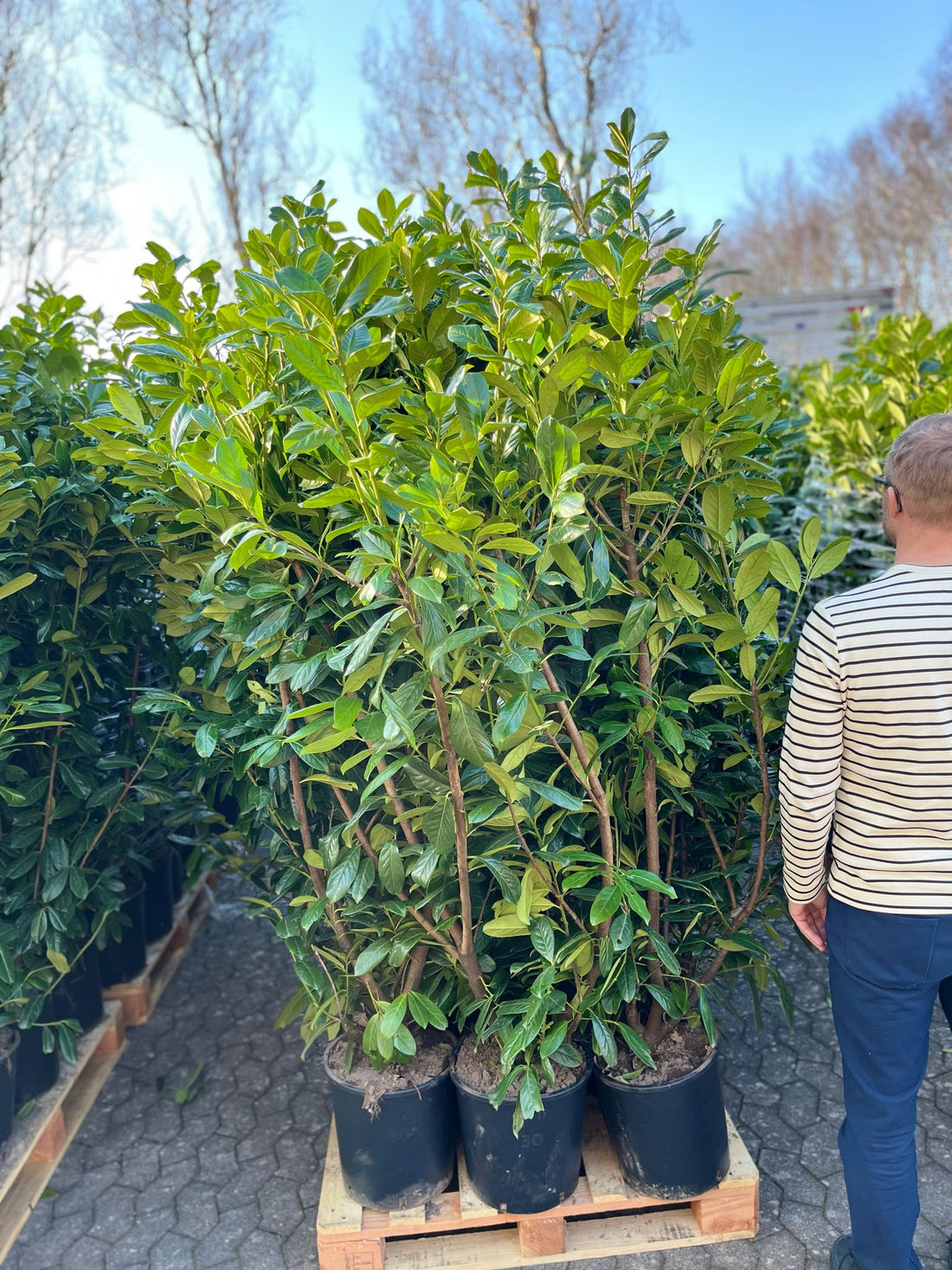 Laurbærkirsebær hæk 150-160 cm. Prunus Novita