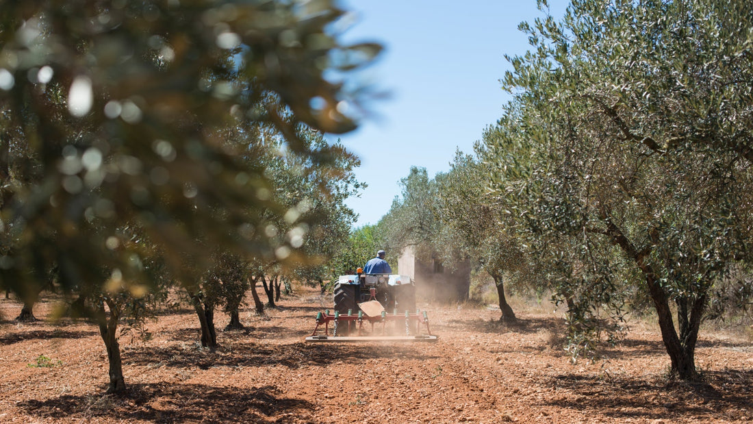 Opdag Olivenbrænde: Den Nye Stjerne i korrekt opvarmning i hjemmet