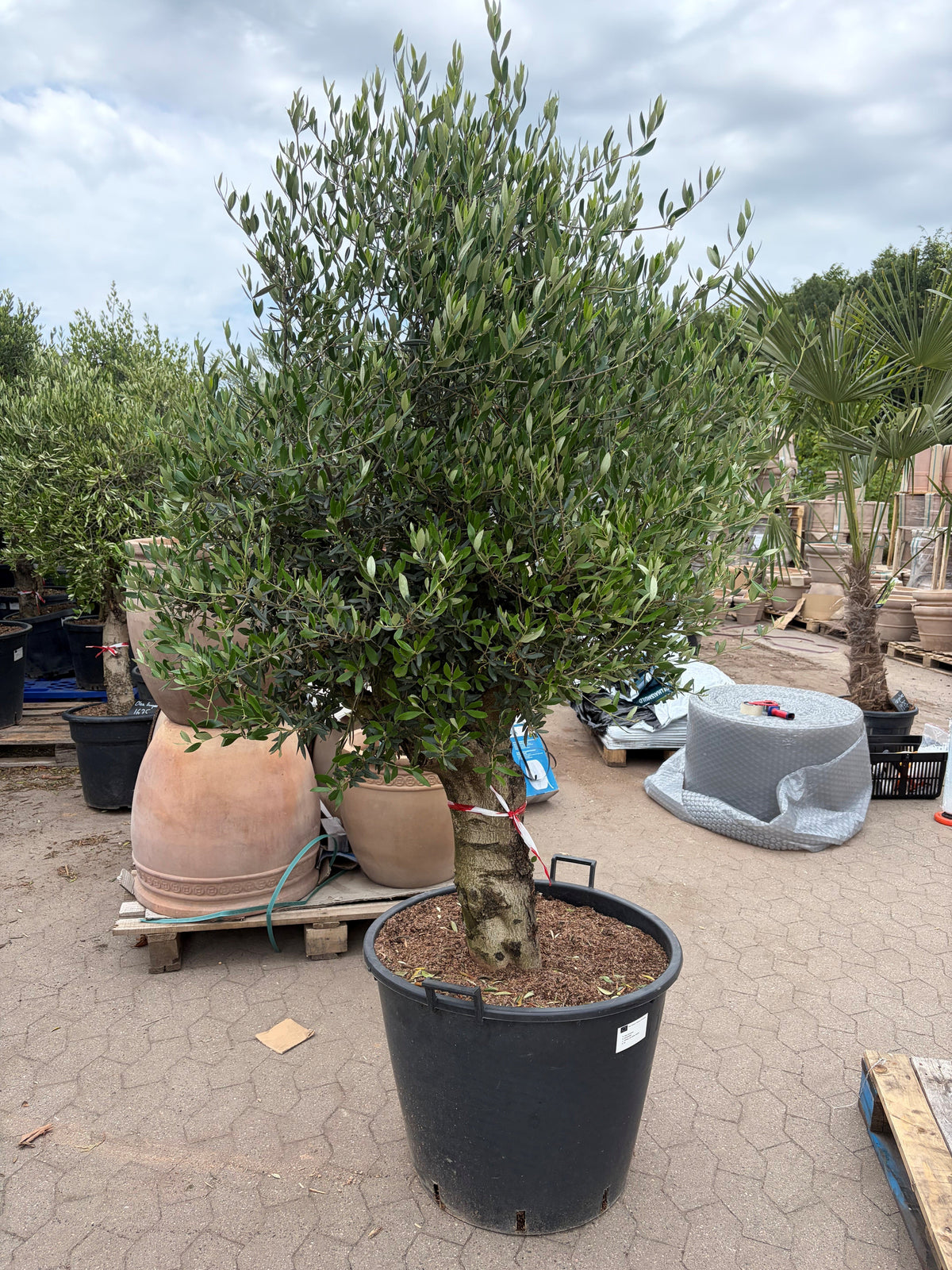 Eksklusivt spansk oliventræ til have og terrasse fra Nordicwoods