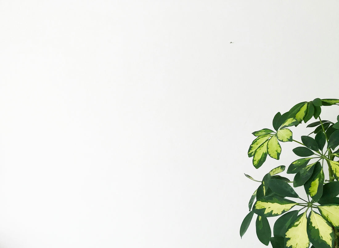 green leaves on white background