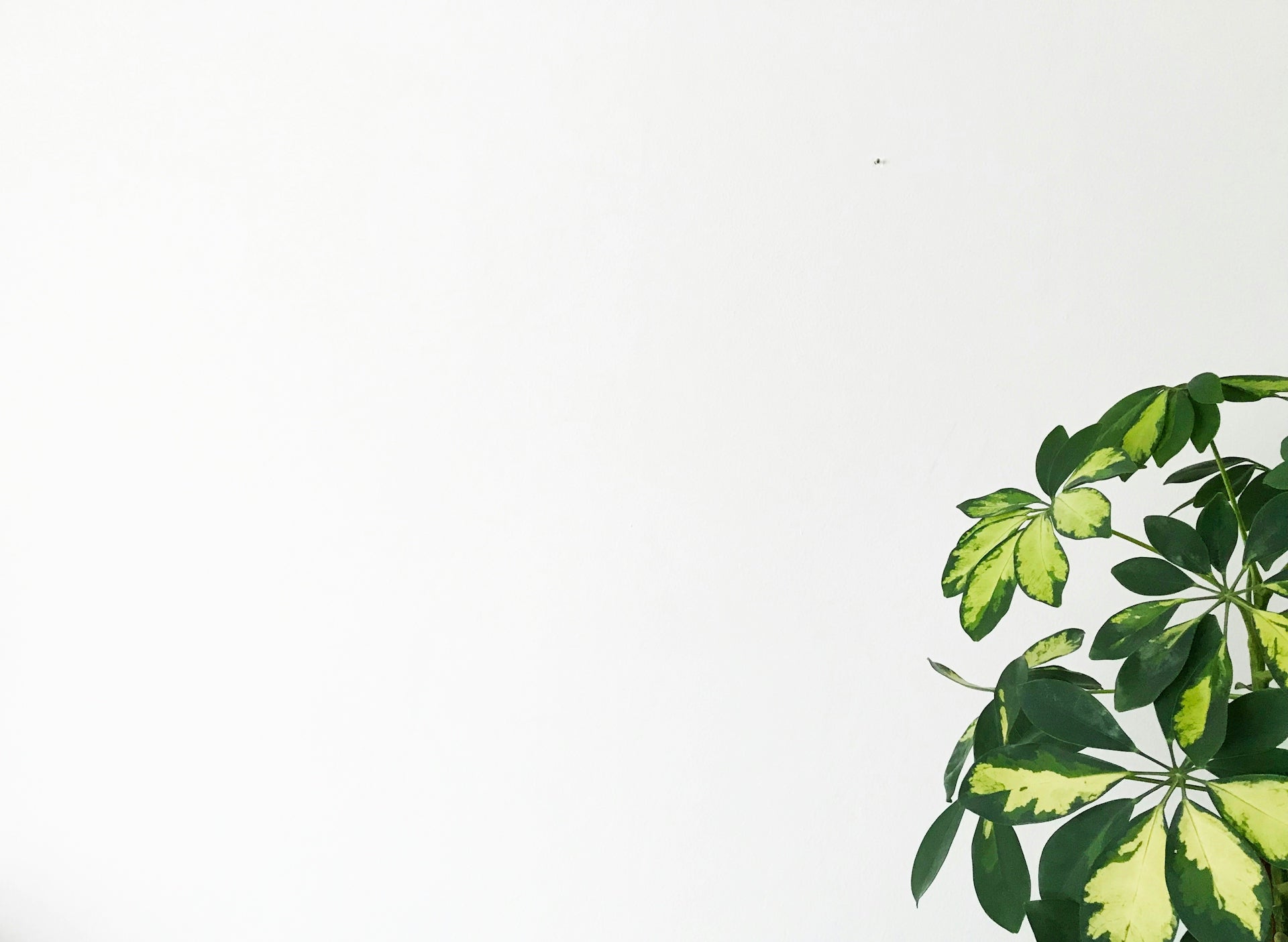 green leaves on white background