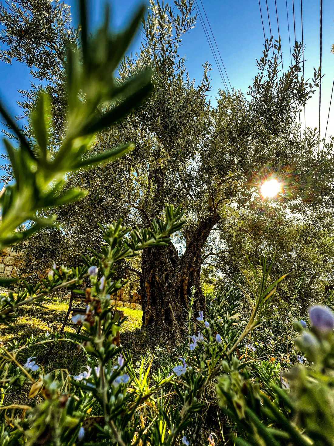 the sun shines through the branches of an olive tree