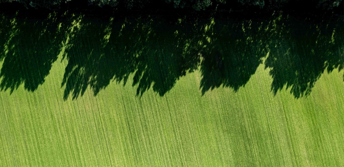 A bird flying over a lush green field