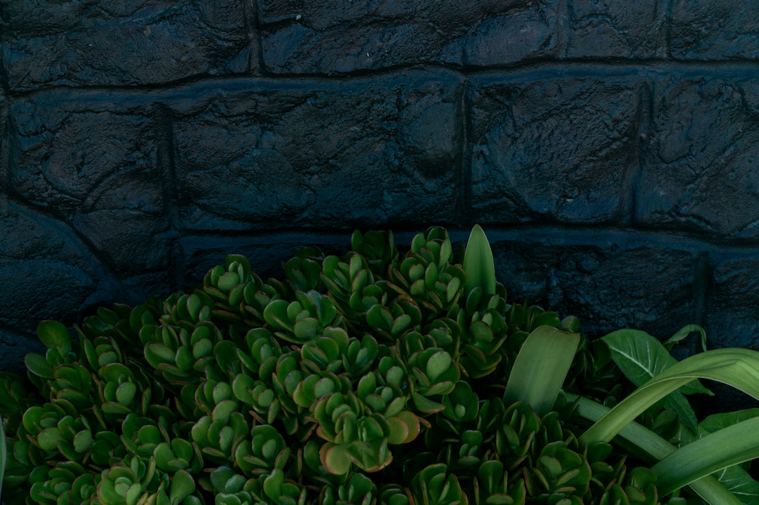 A bunch of green plants in front of a brick wall