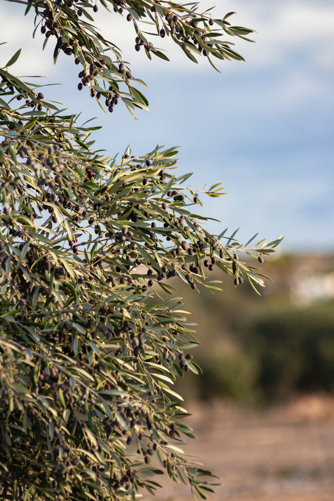 An olive tree with lots of green leaves