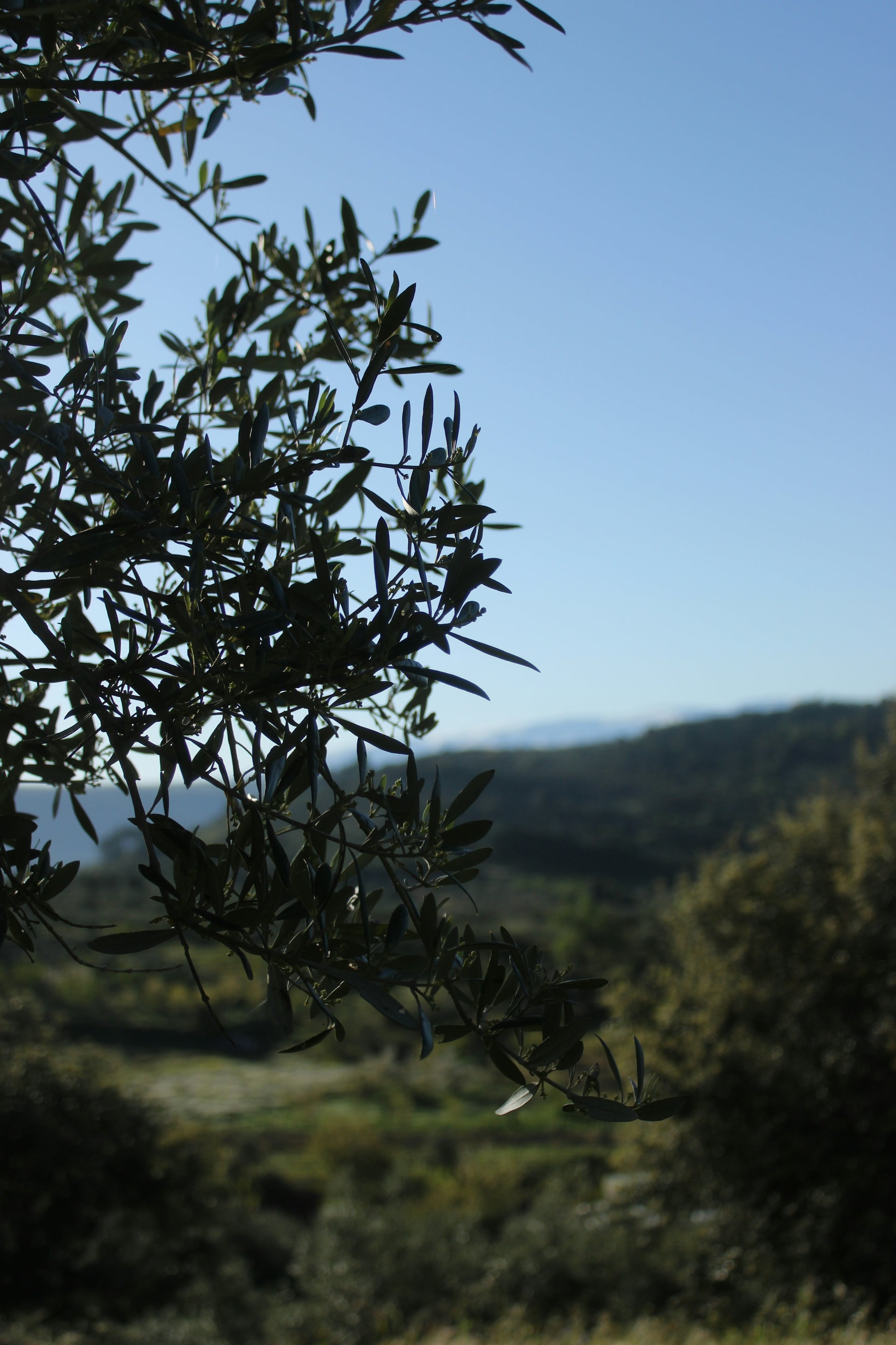 Olive tree branch with a mountain backdrop.