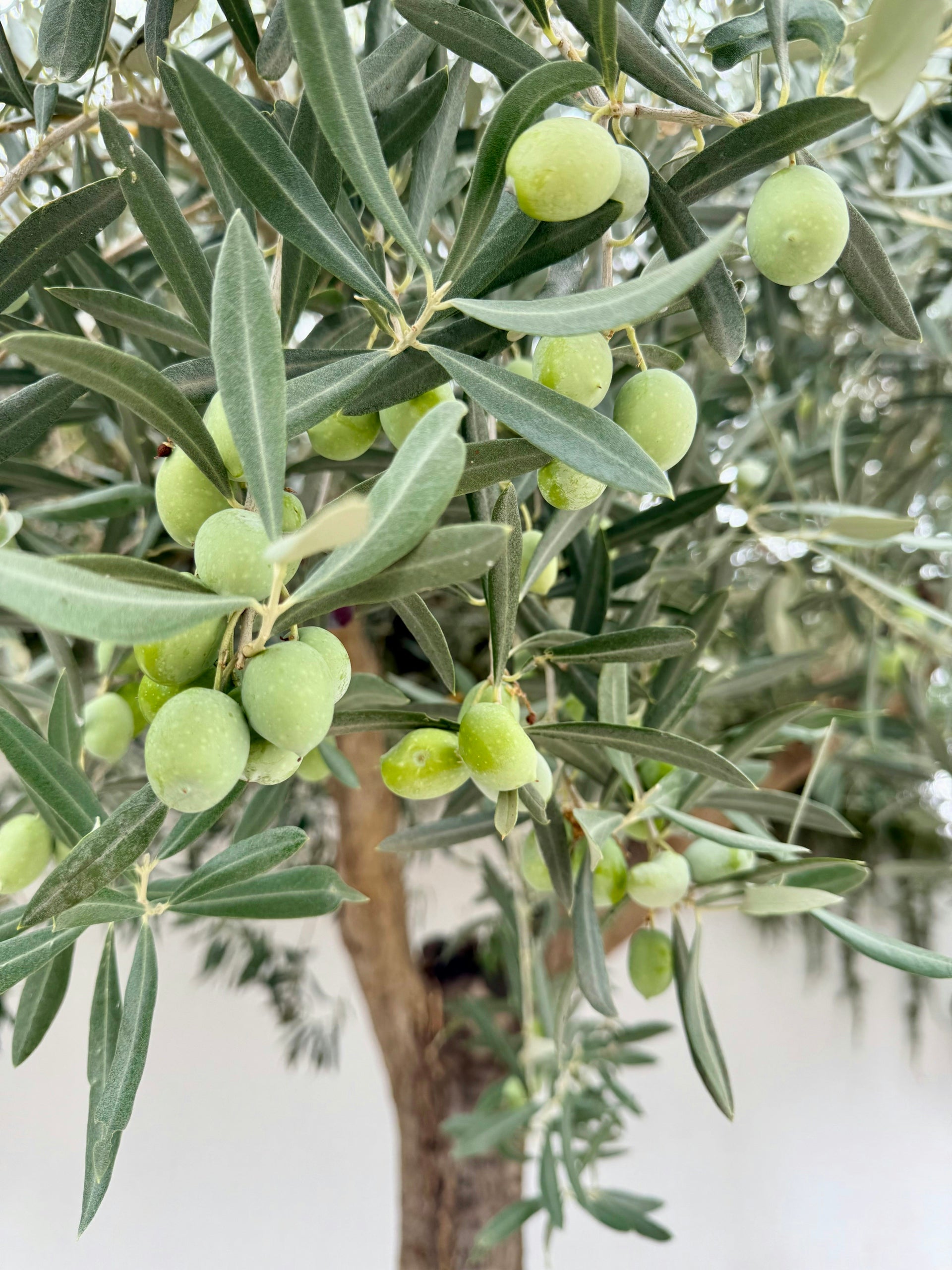 Green olives growing on a tree branch