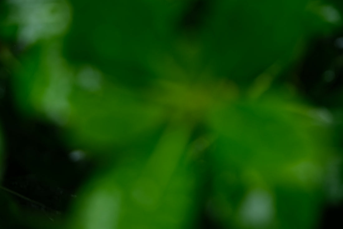 Abstract green foliage with water droplets