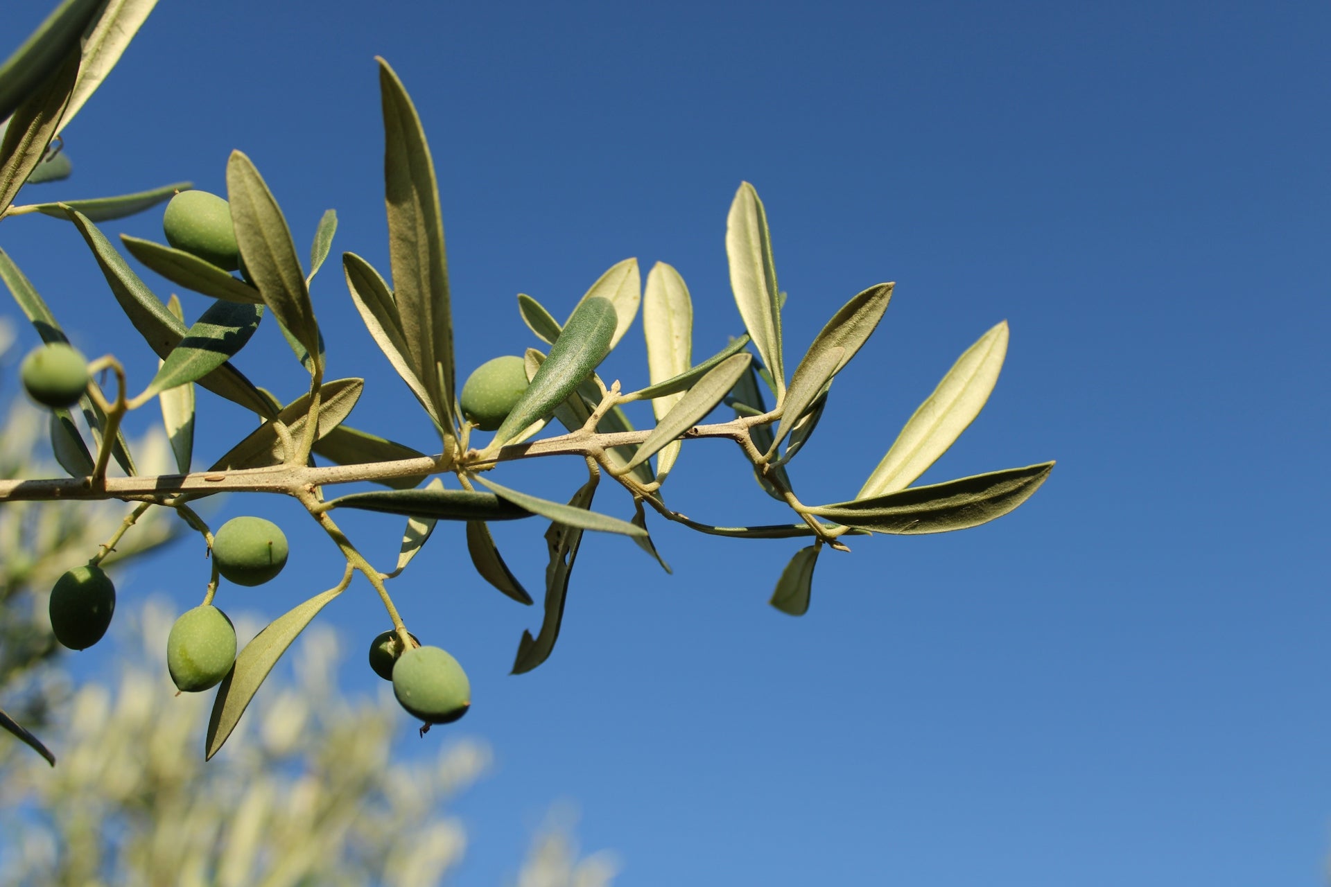 Green olives growing on a branch against blue sky