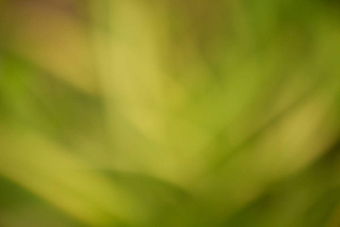 Abstract green and yellow blurred background