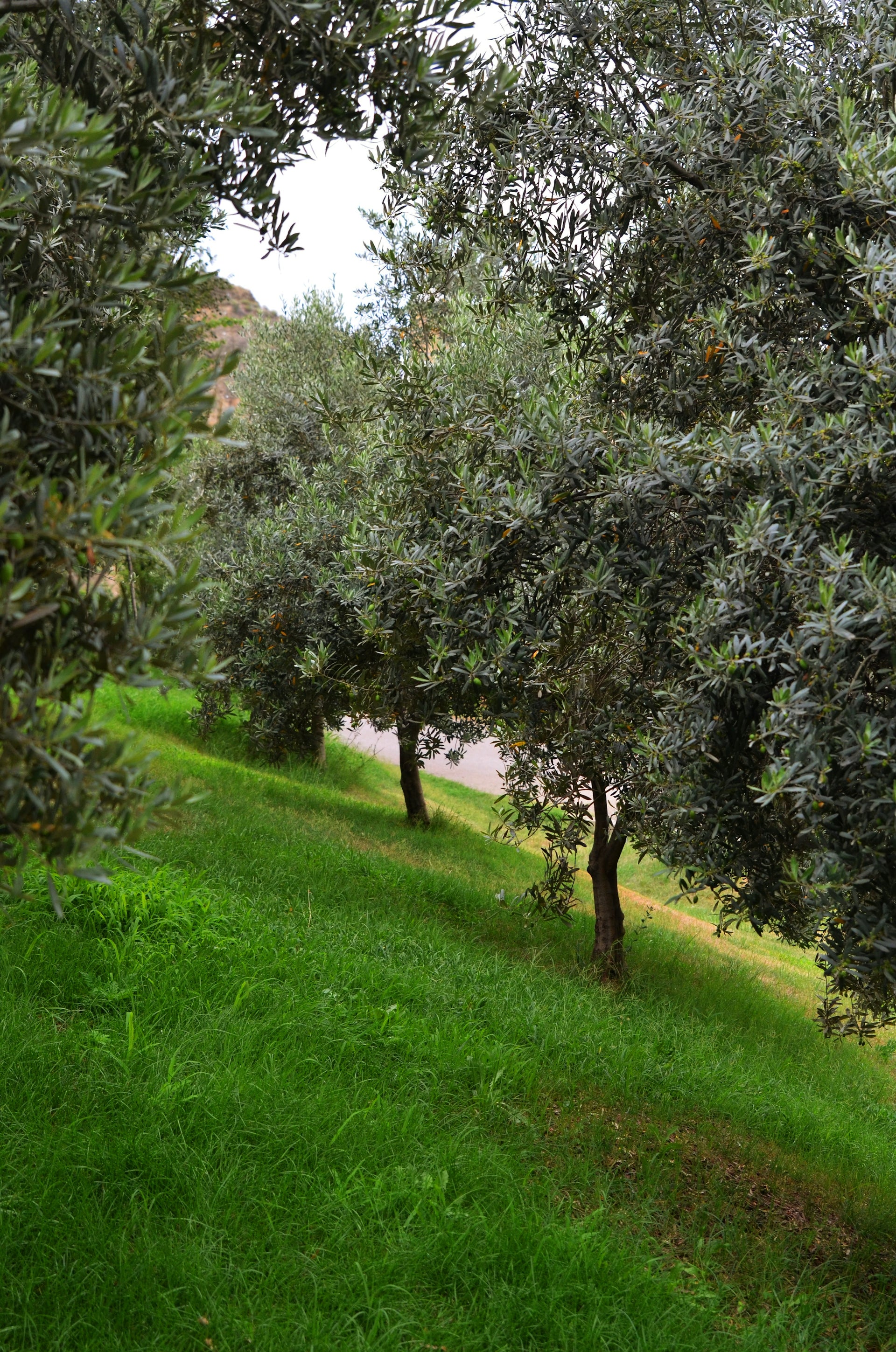 Olive trees on a grassy slope