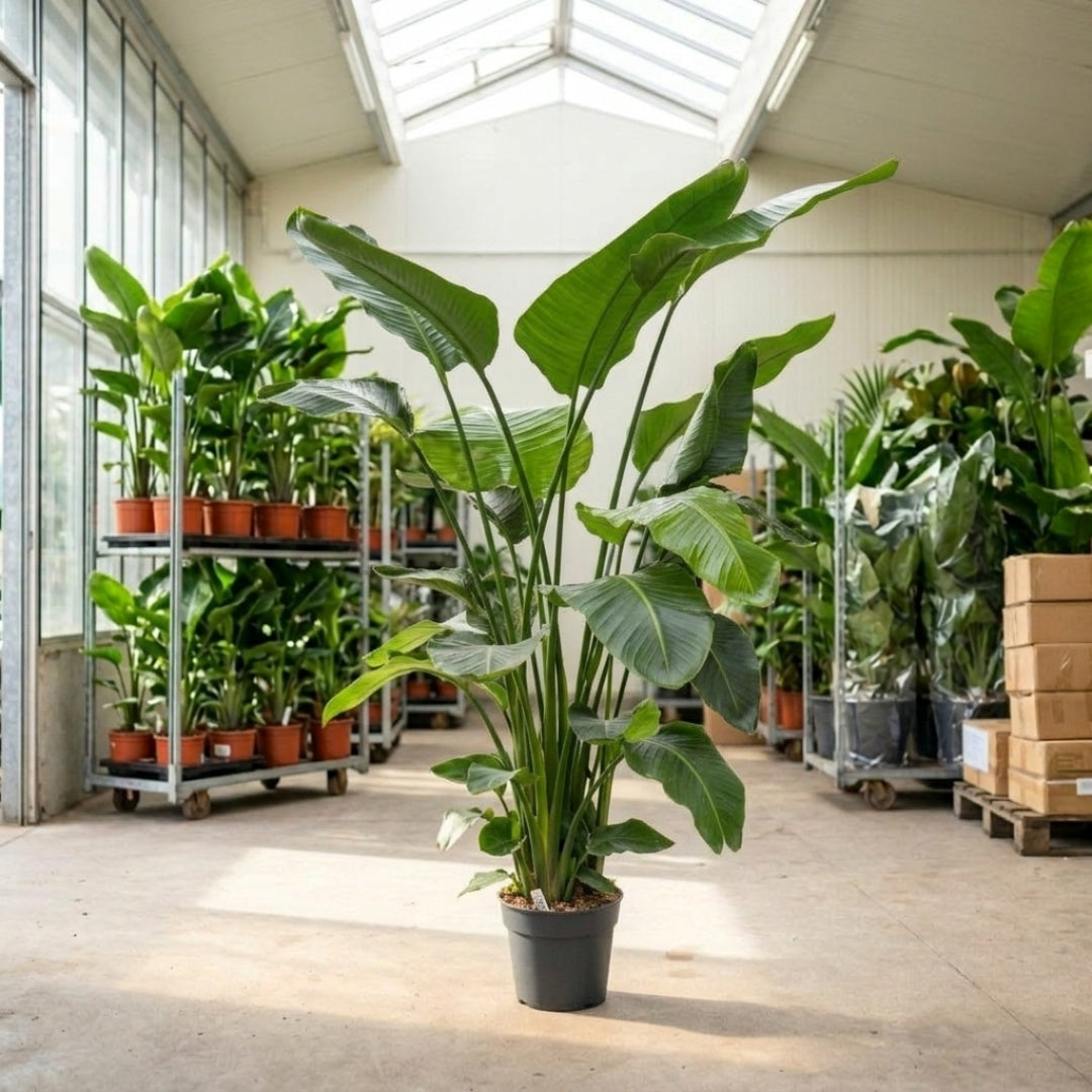 Premium Indendørs Planter til Hjem & Erhverv