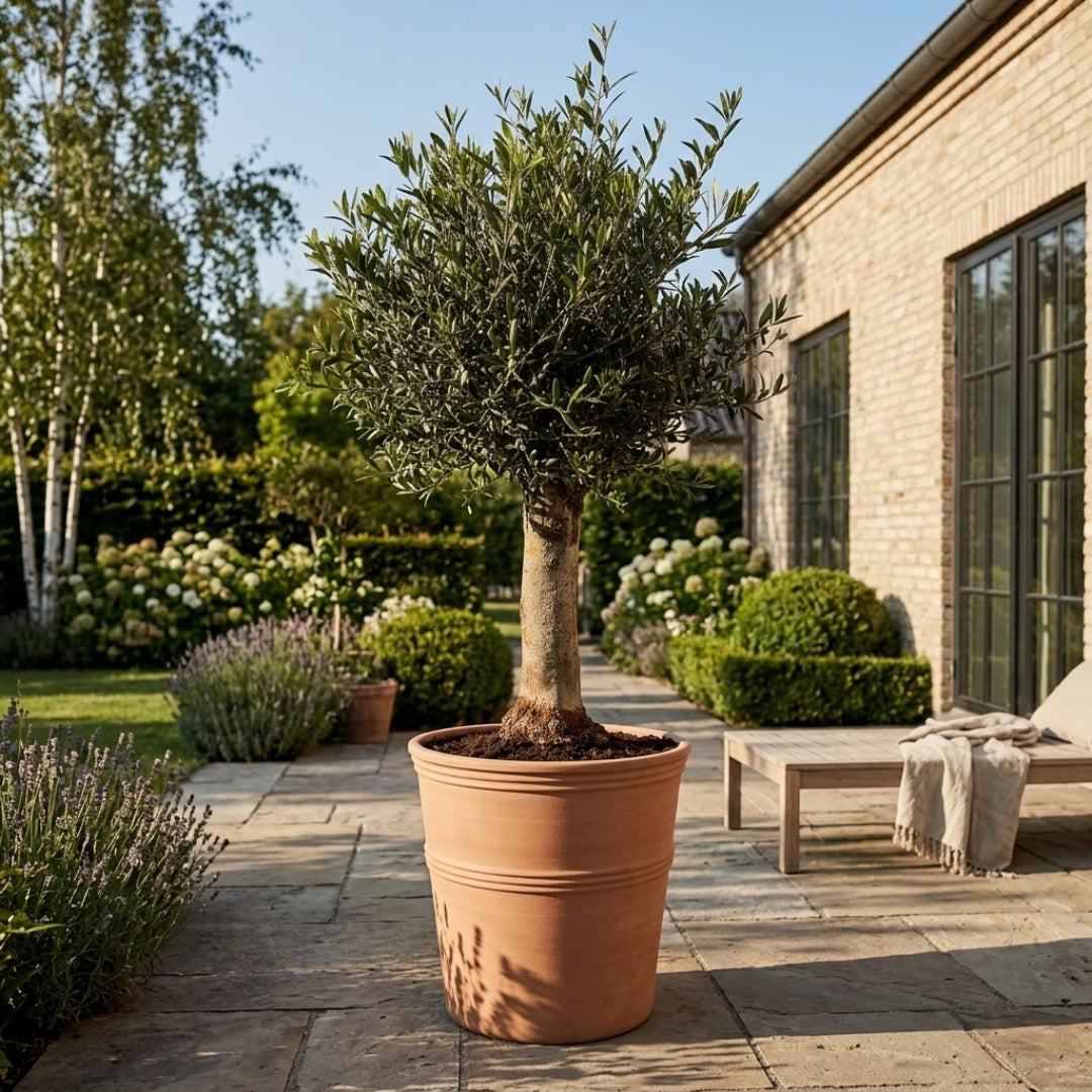 Haveplanter