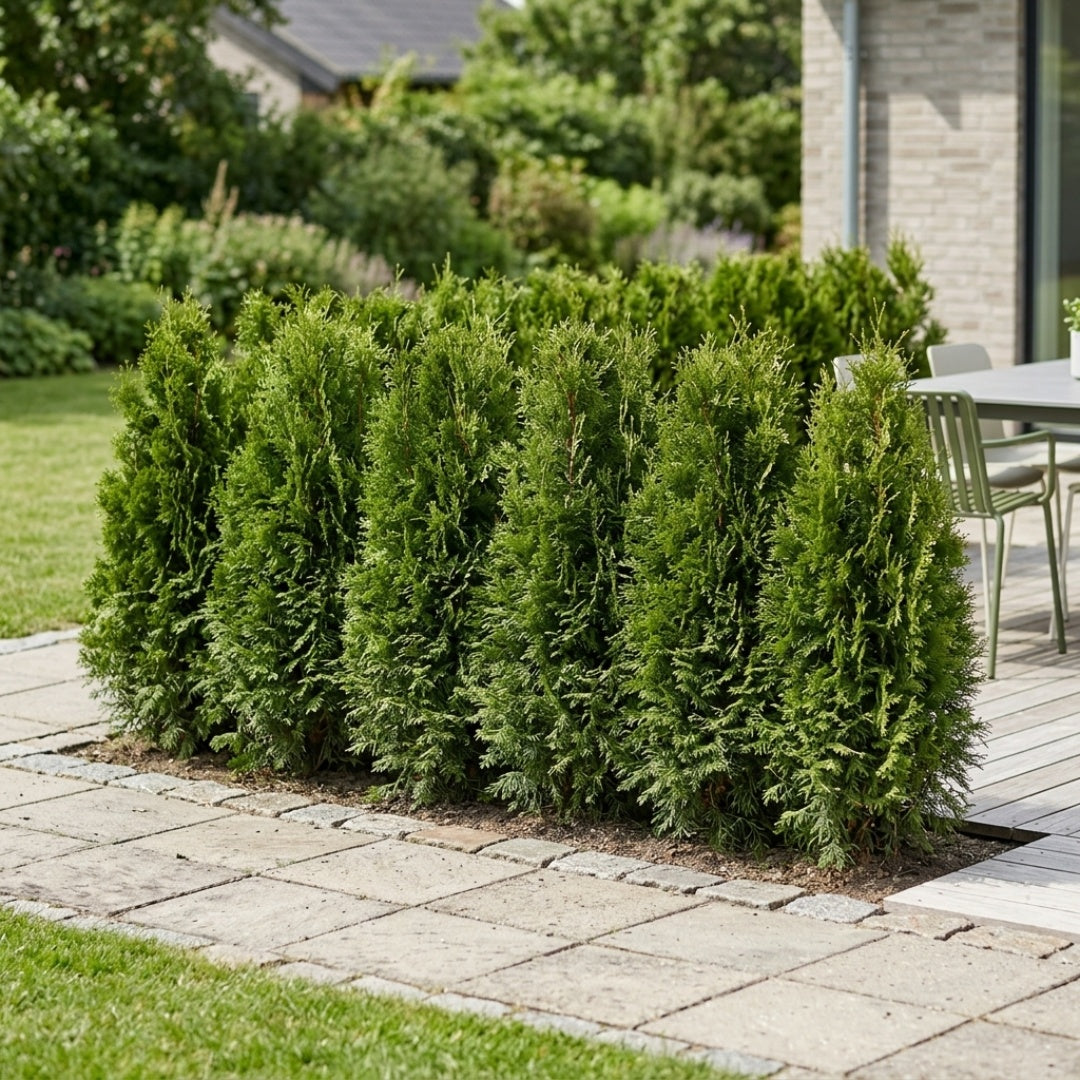 Thuja hækplanter