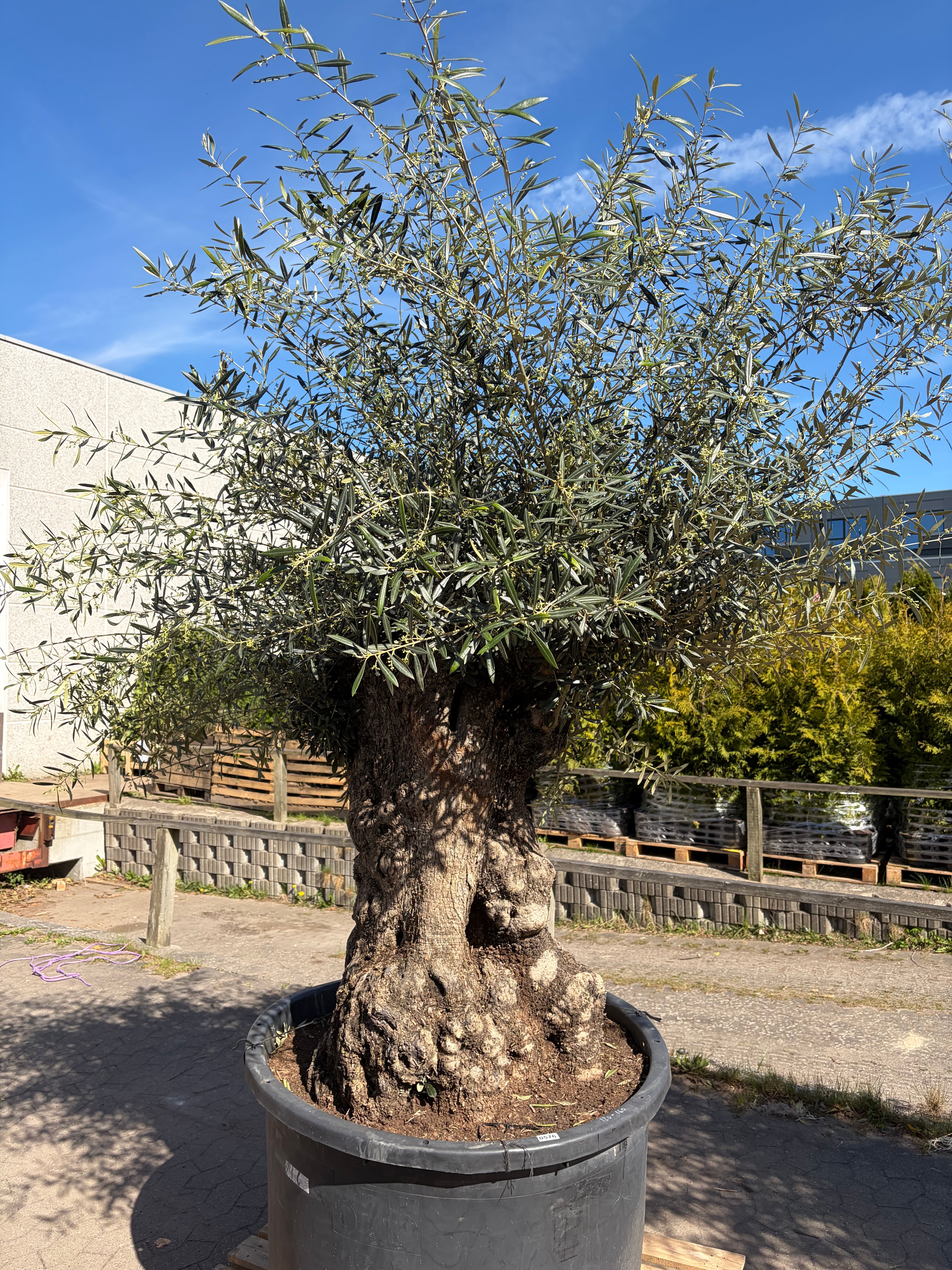Oliventræ nr. 576. Har en stammeomkreds på 198cm