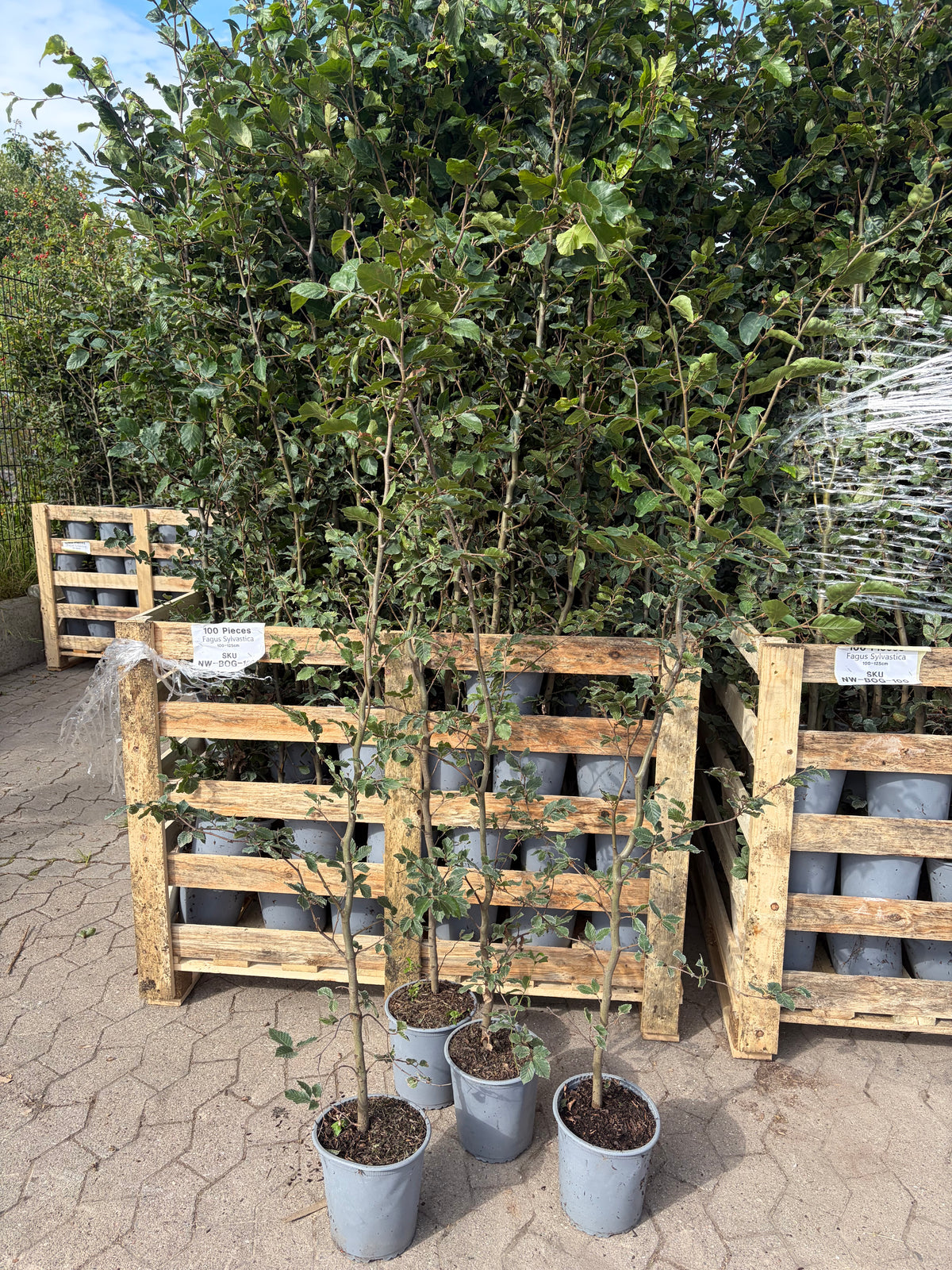 Bøg Hækplante i Potte - Fagus sylvatica