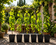 Vinplanter 90-120 cm. Perfekt til Pergola, Terrasse & Orangeri