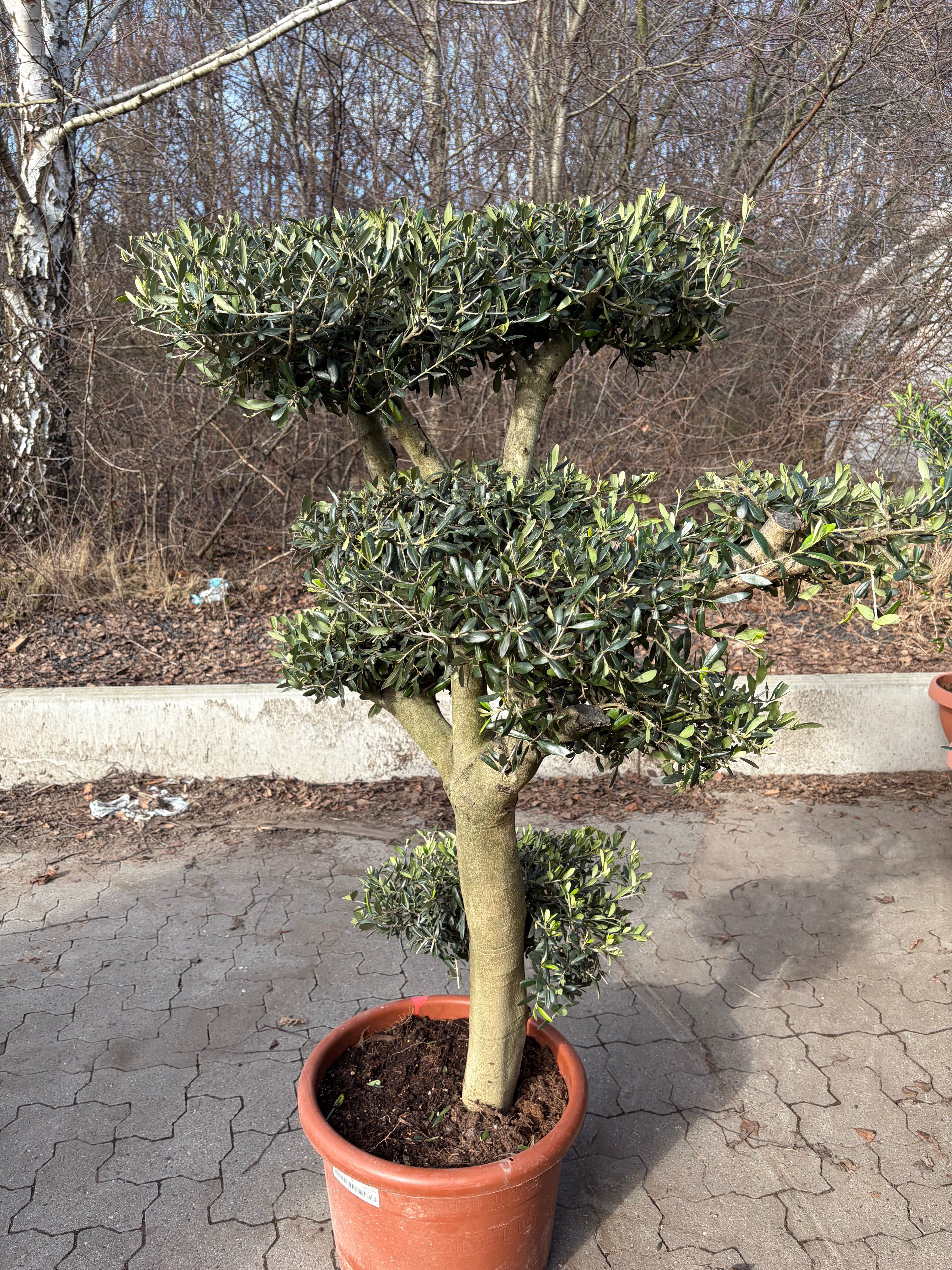 Bonsai Oliventræ +30år. 150-170cm høj. Stammeomkreds 30-40cm