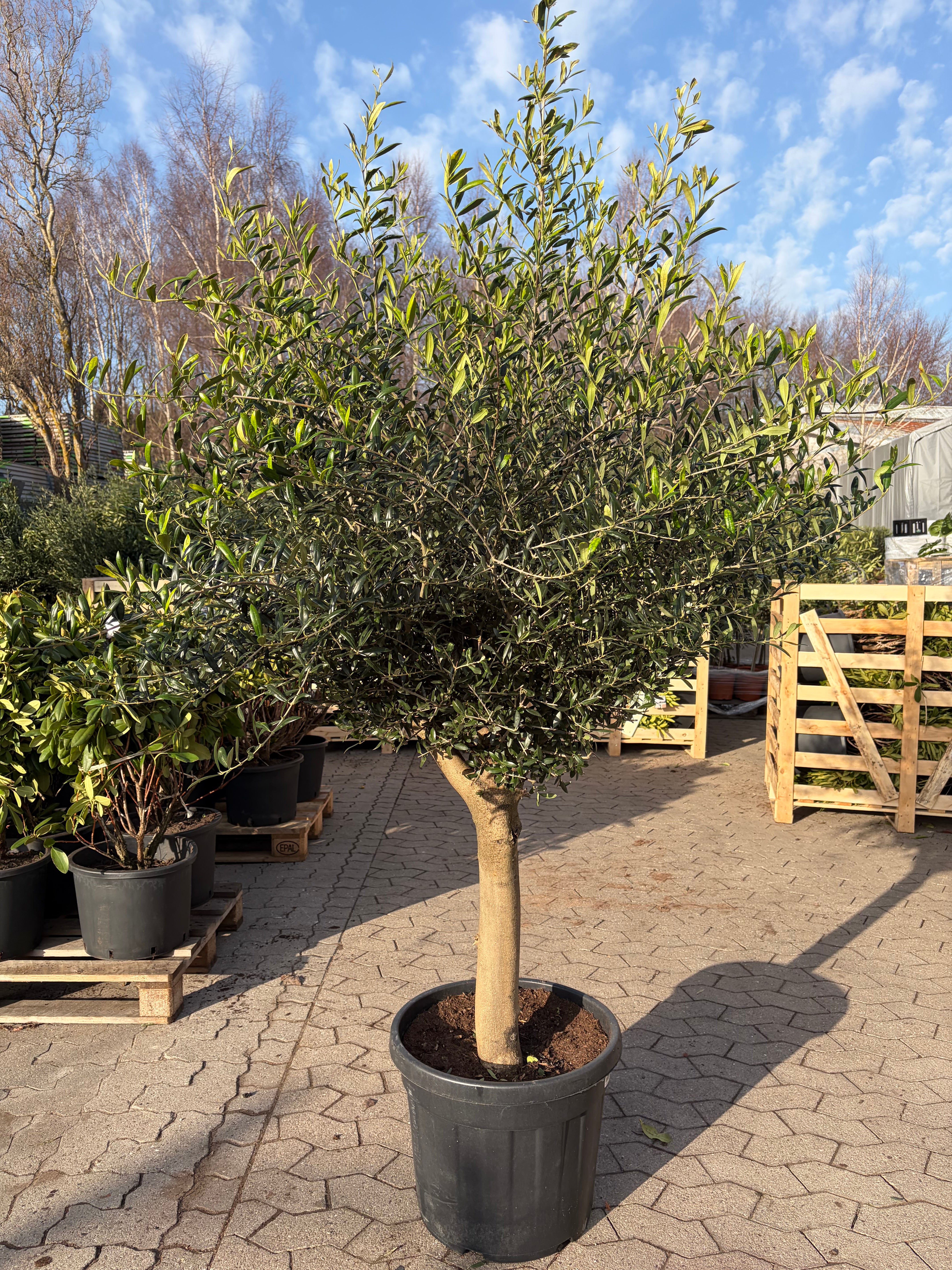 Oliventræ Hoji Blanco +35 år, 180-200cm