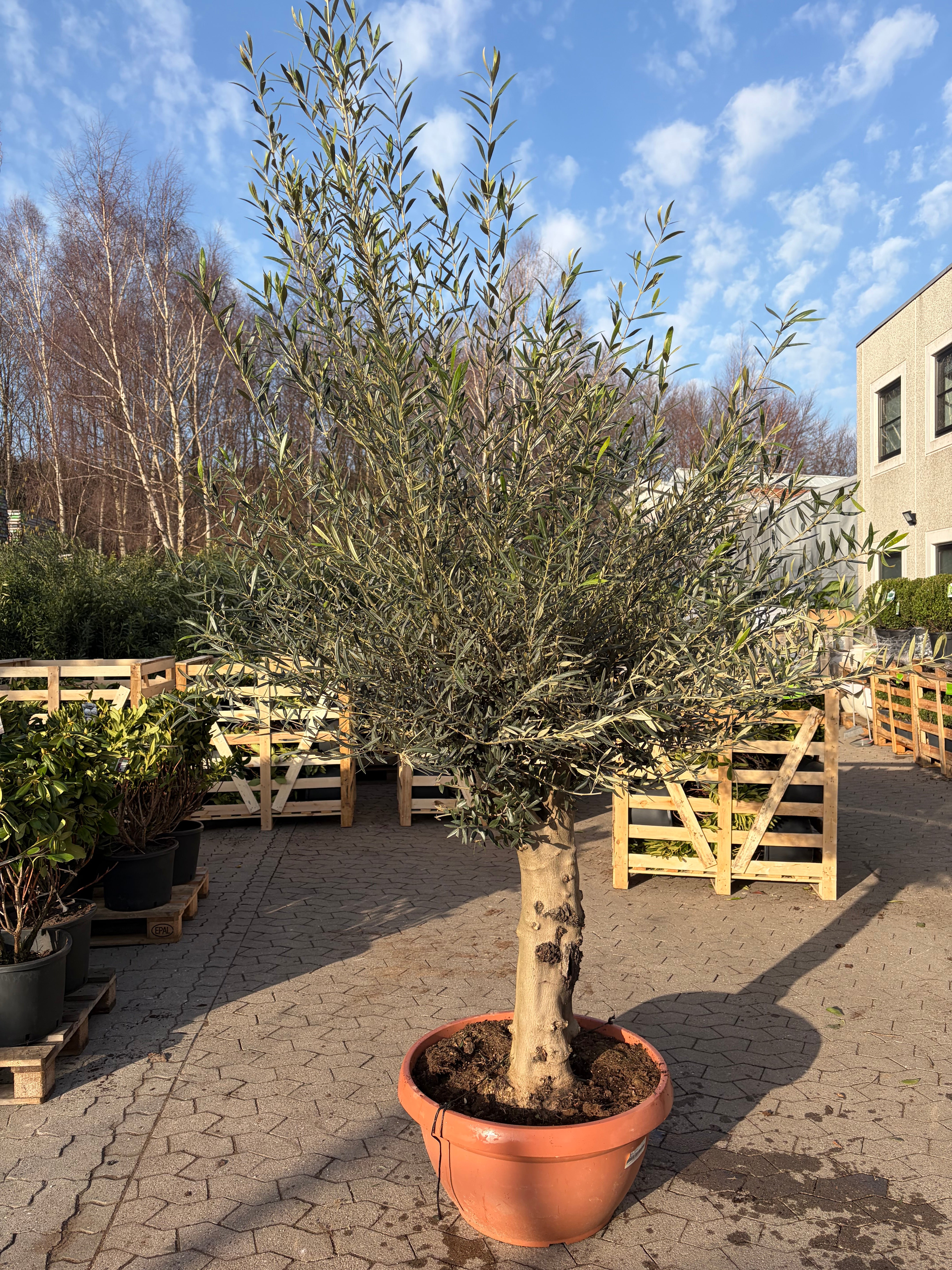 Oliventræ, Hoji Blanco +50 år, 200-220 cm