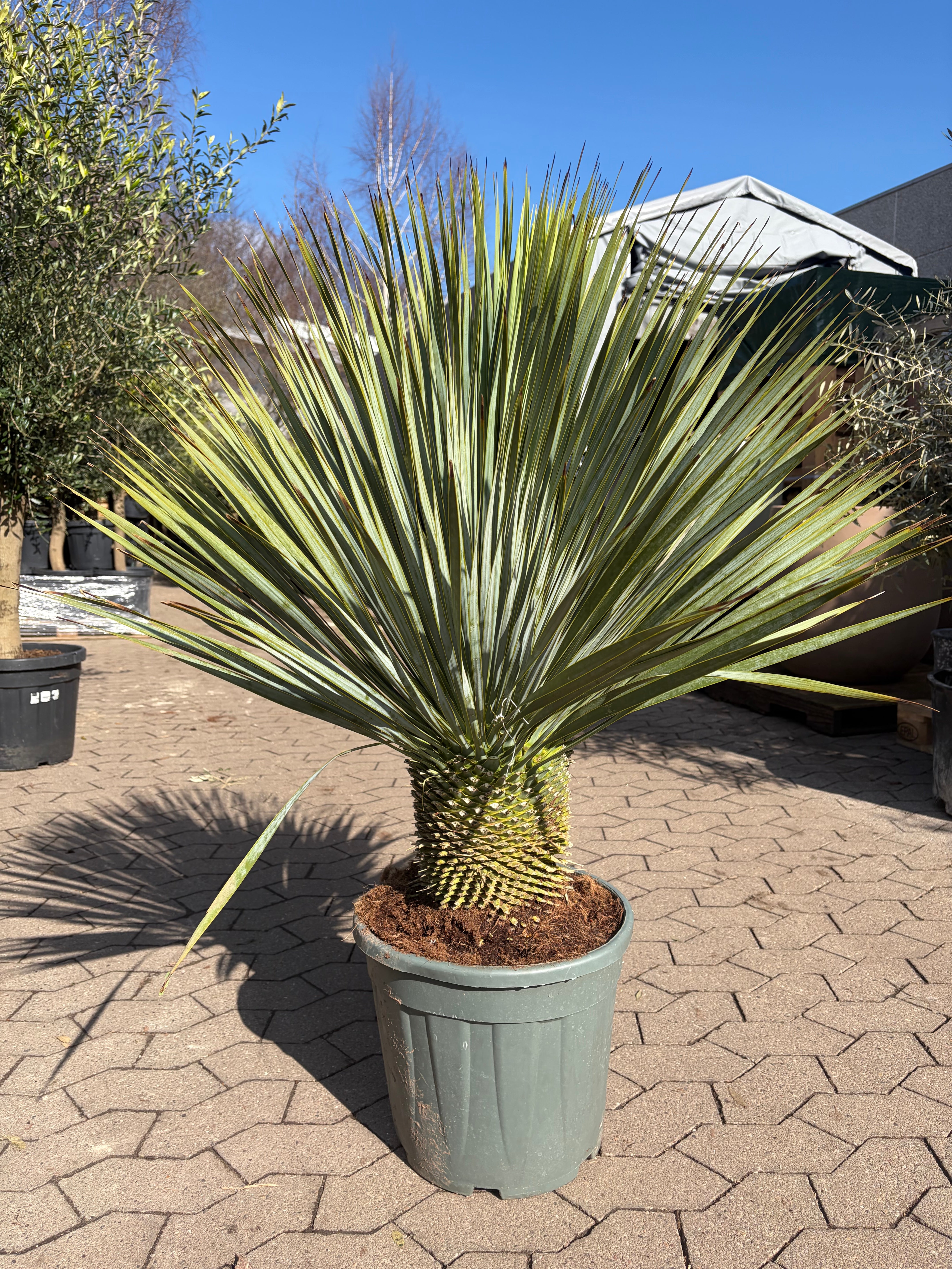 Yucca Rostrata (Mexikansk Palmelilje)