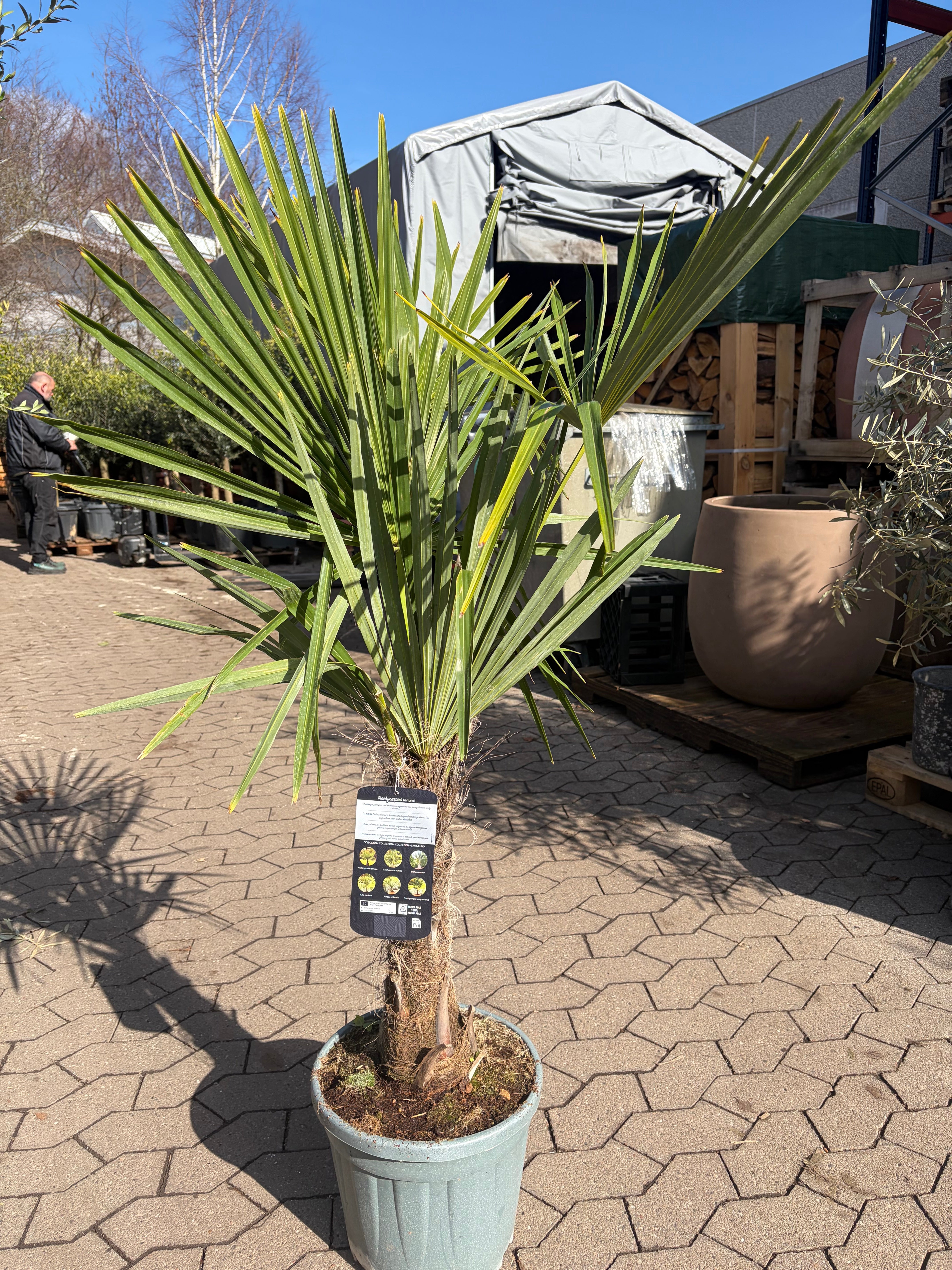 Hørpalme (Trachycarpus fortunei)