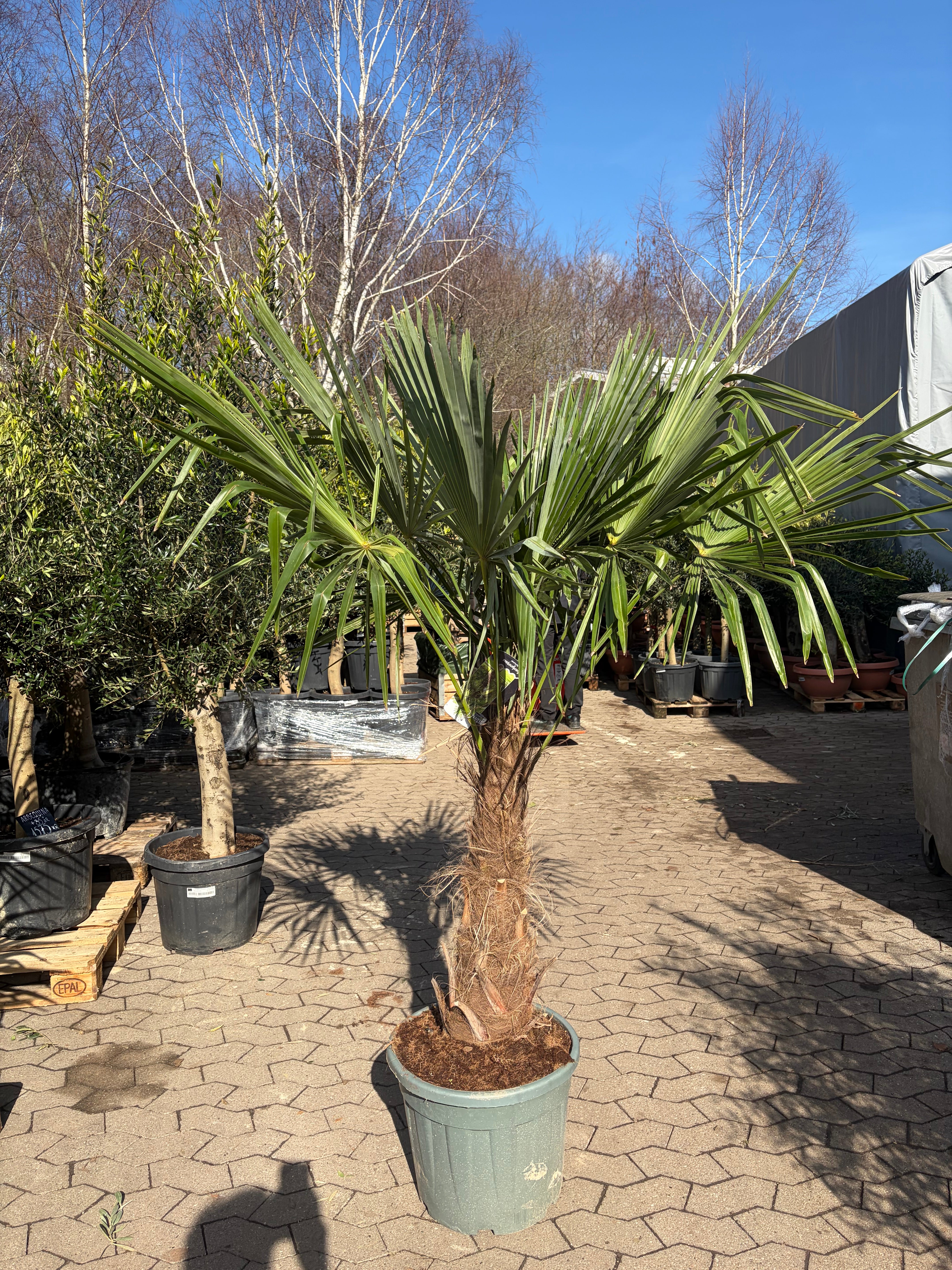 Hørpalme (Trachycarpus fortunei)