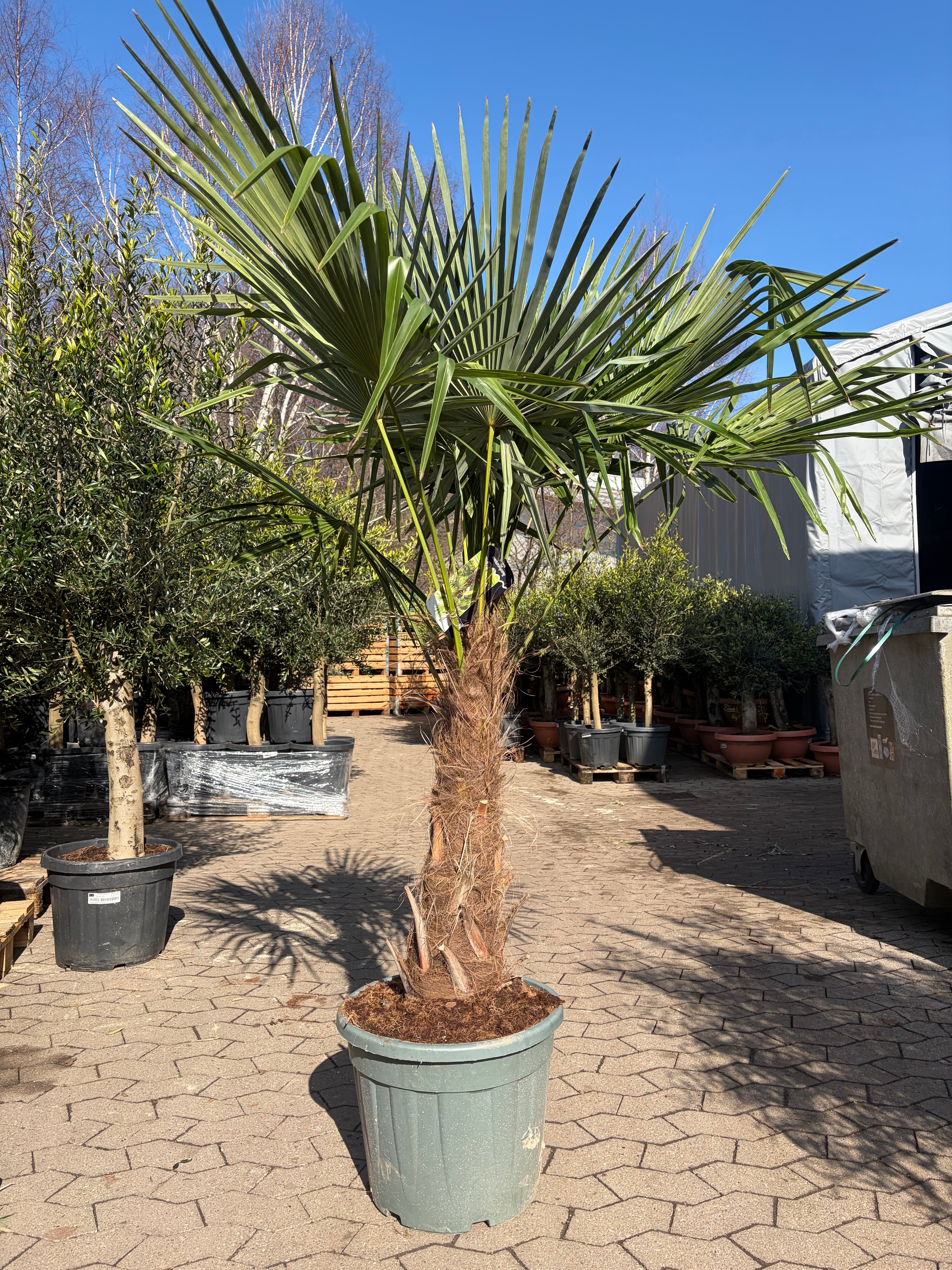 Hørpalme (Trachycarpus fortunei)