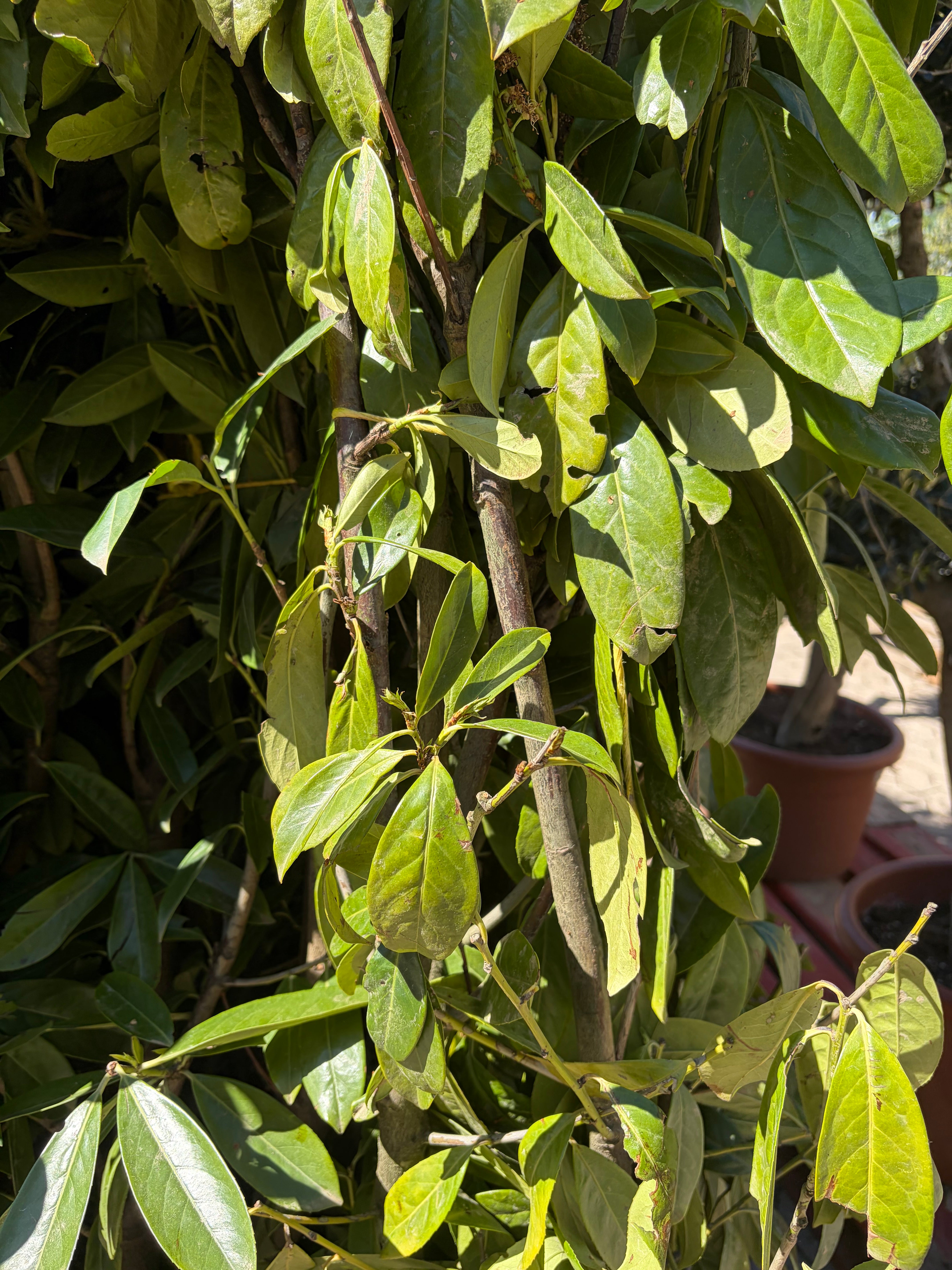 Laurbærkirsebær Robust Hæk – Value Line