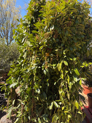 Laurbærkirsebær Robust Hæk – Value Line