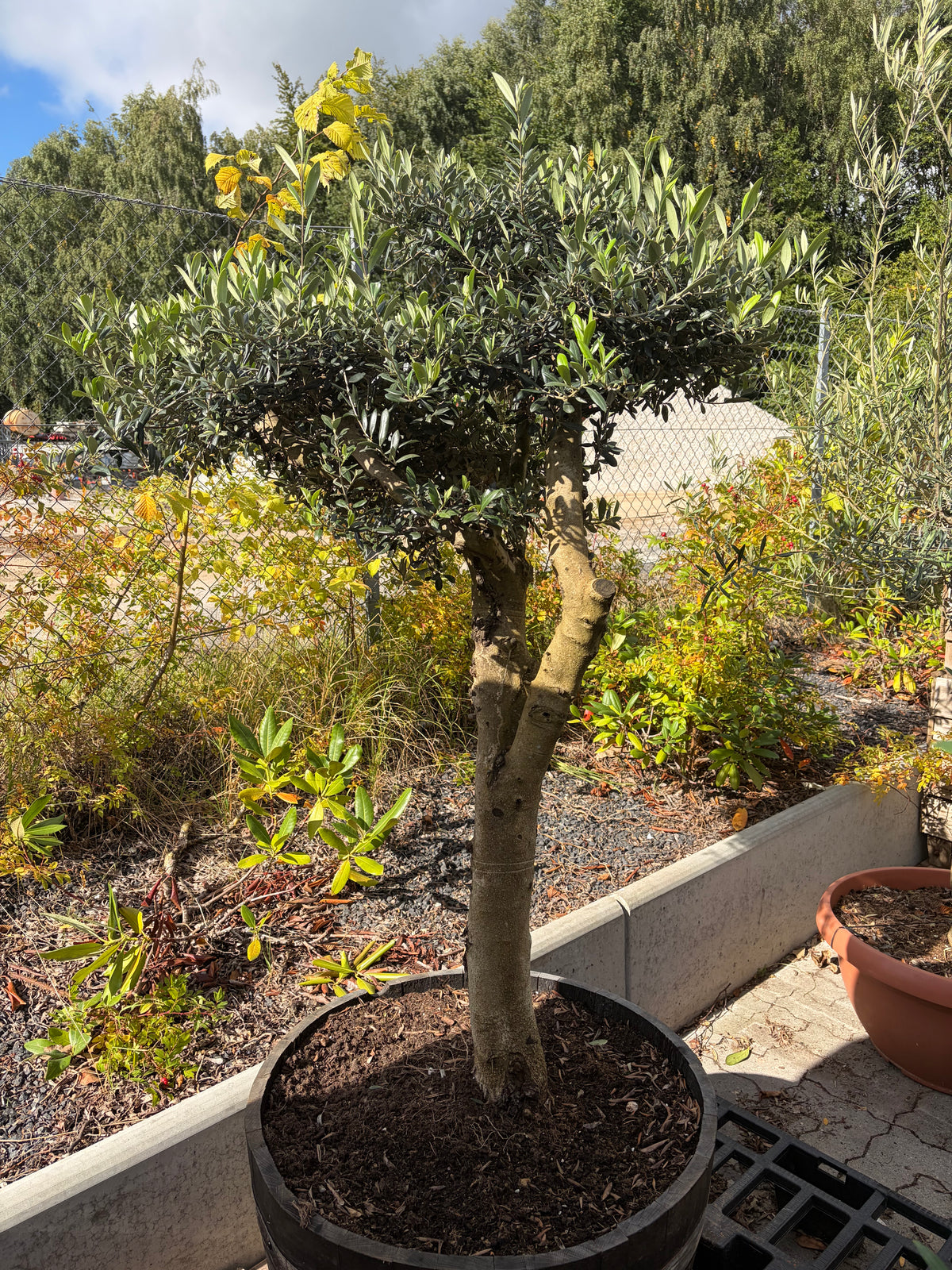 Bonsai Oliventræ 30-40år. 160-180cm høj. I vintønde! Sidste tilbage!