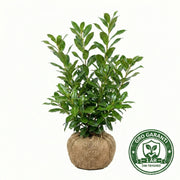 Laurbærkirsebær hæk 80-100 cm. Prunus Novita GRO GARANTI