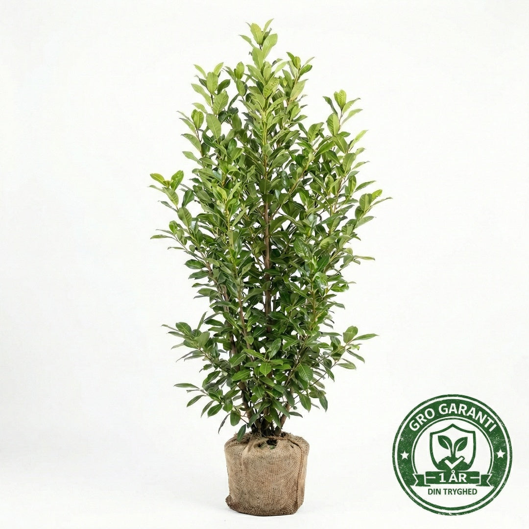 Laurbærkirsebær hæk 175-200 cm. Prunus Caucasica GRO GARANTI