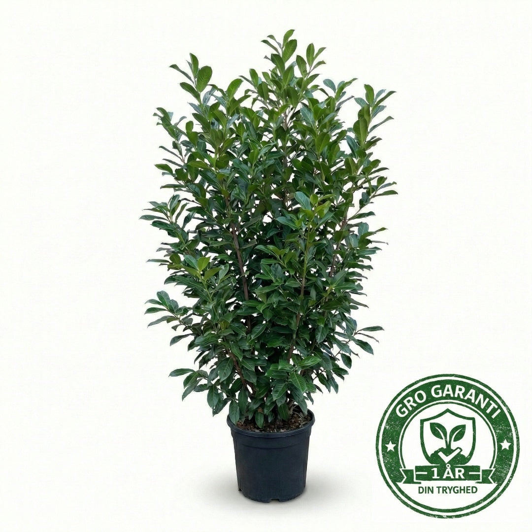 Laurbærkirsebær hæk 140-160 cm. Prunus Novita GRO GARANTI