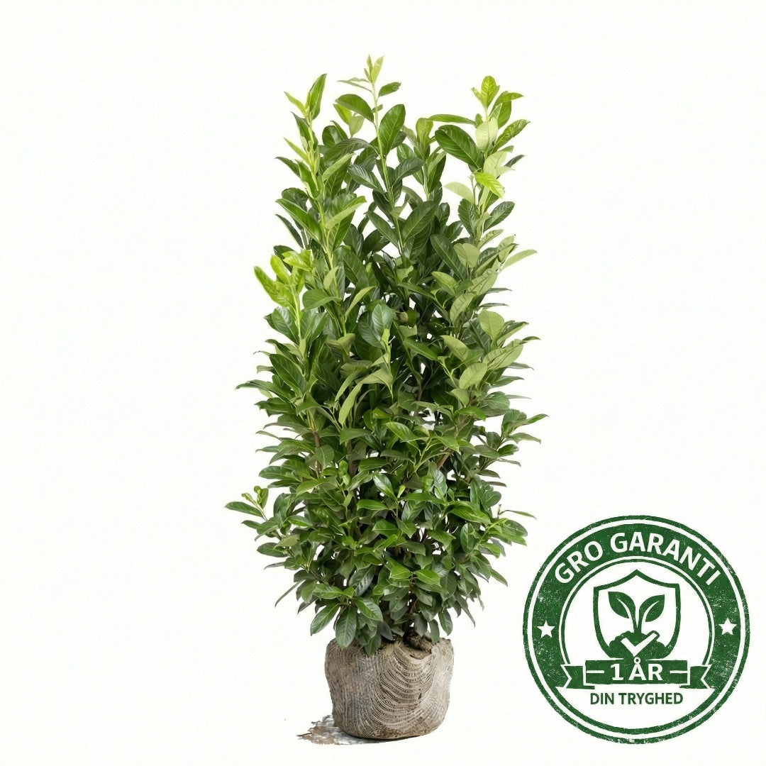 Laurbærkirsebær hæk 175-200 cm. Prunus Novita GRO GARANTI