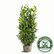 Laurbærkirsebær hæk 175-200 cm. Prunus Novita GRO GARANTI