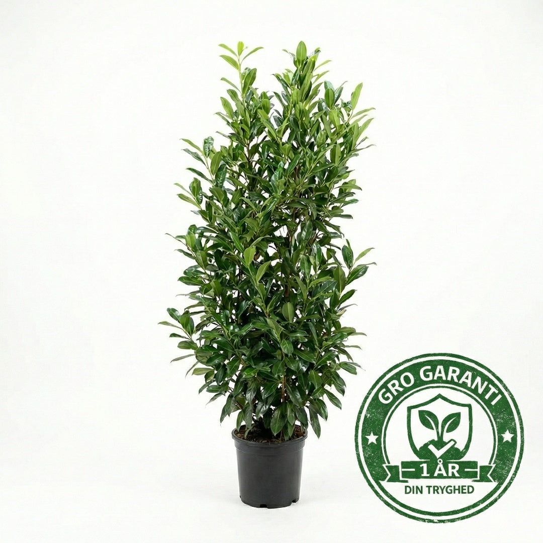 Laurbærkirsebær hæk 80-100 cm. Prunus Caucasica GRO GARANTI