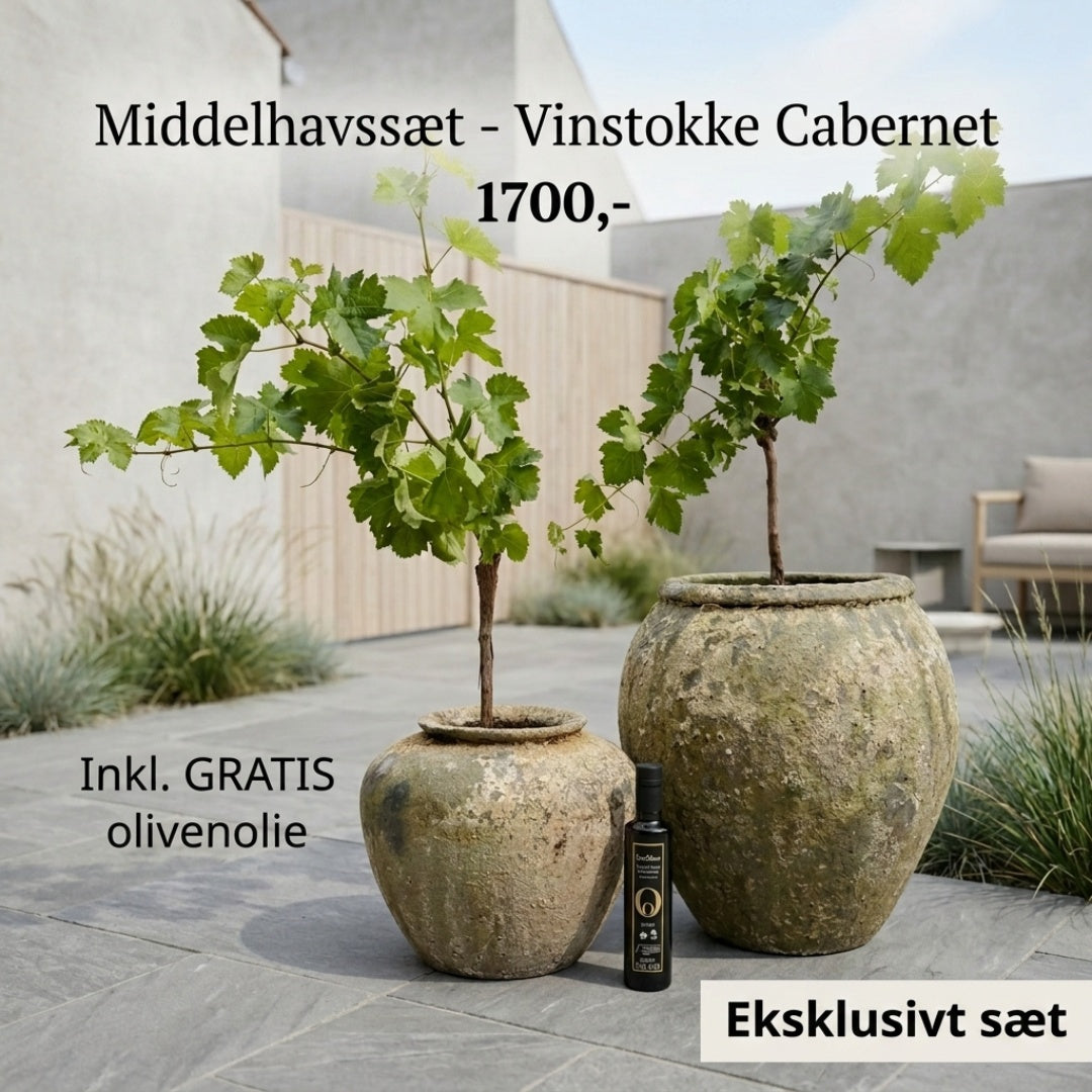 Atlantis Water Jar & Parlour Pot med Vinstokke