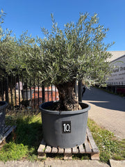 Oliventræ nr.10 - 200-300år gammelt